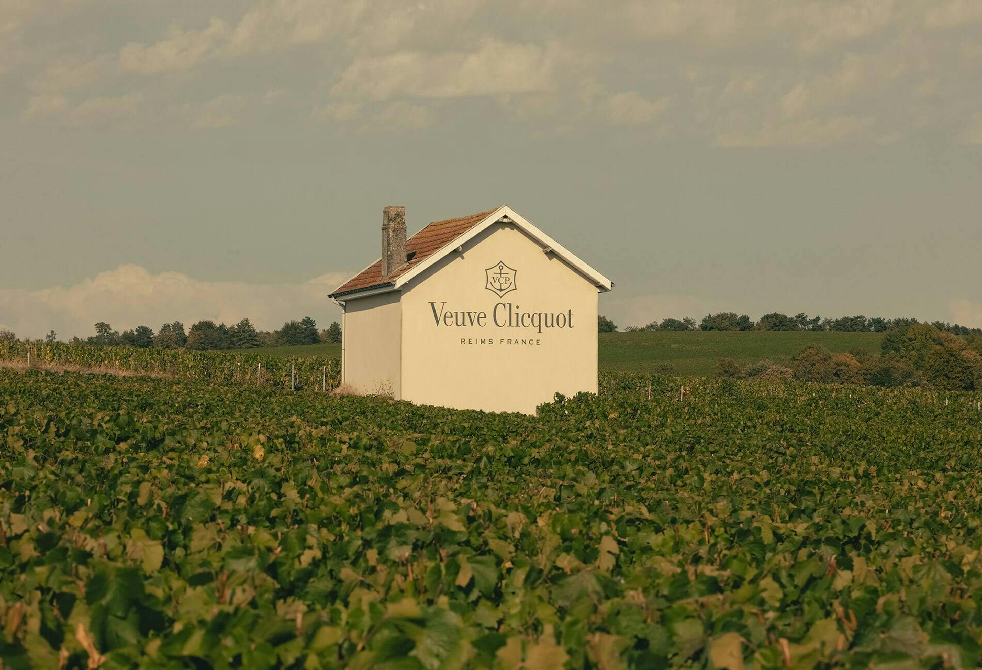 Veuve Clicquot vineyard © Romain Laprade