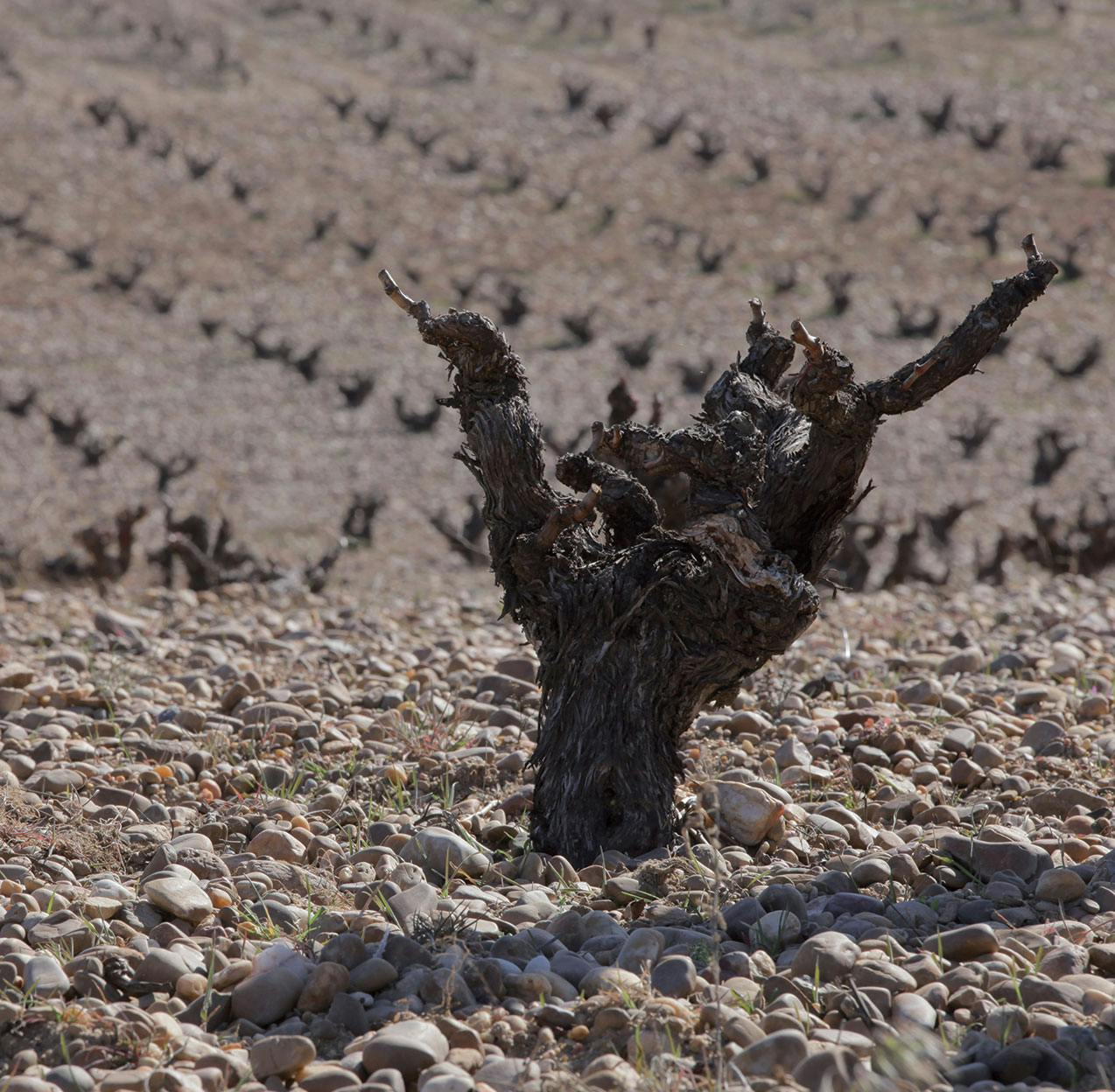 ブドウ樹Fuente Malena - Numanthia © Gilles de Beauchêne