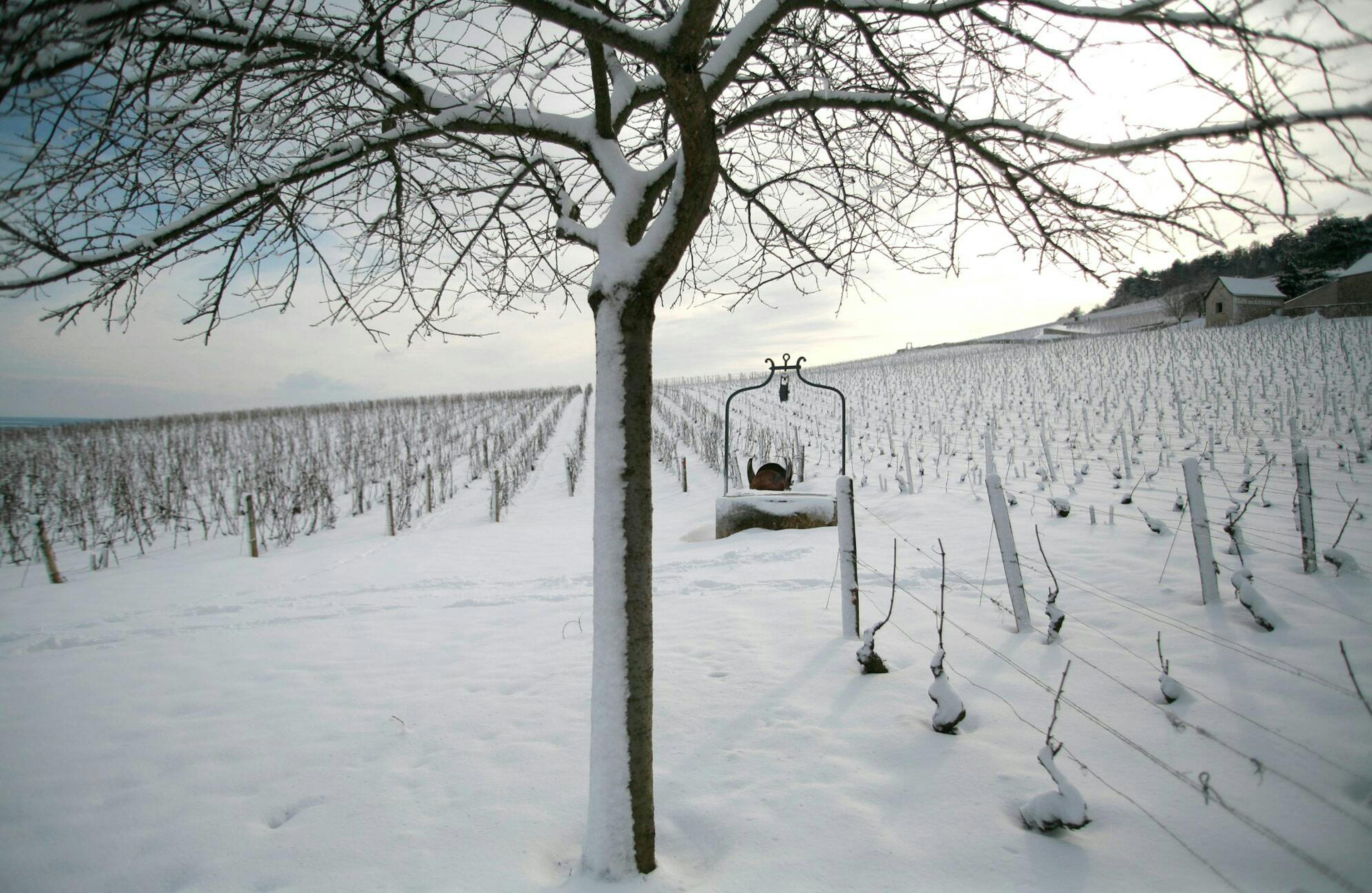 Vines in the winter © JL Bernuy