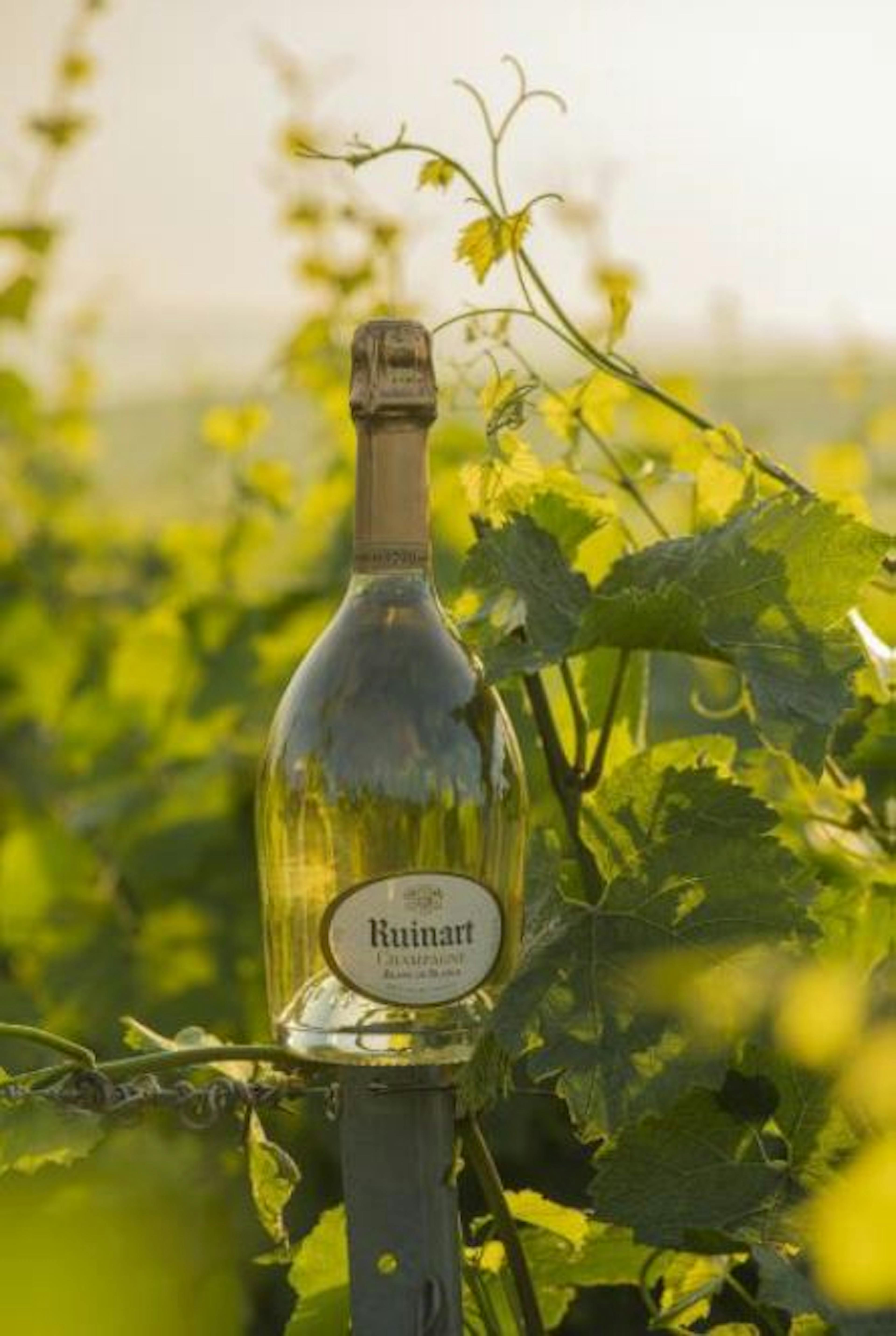 The iconic bottle of Ruinart Blanc de Blancs, 100 % chardonnay © Ruinart