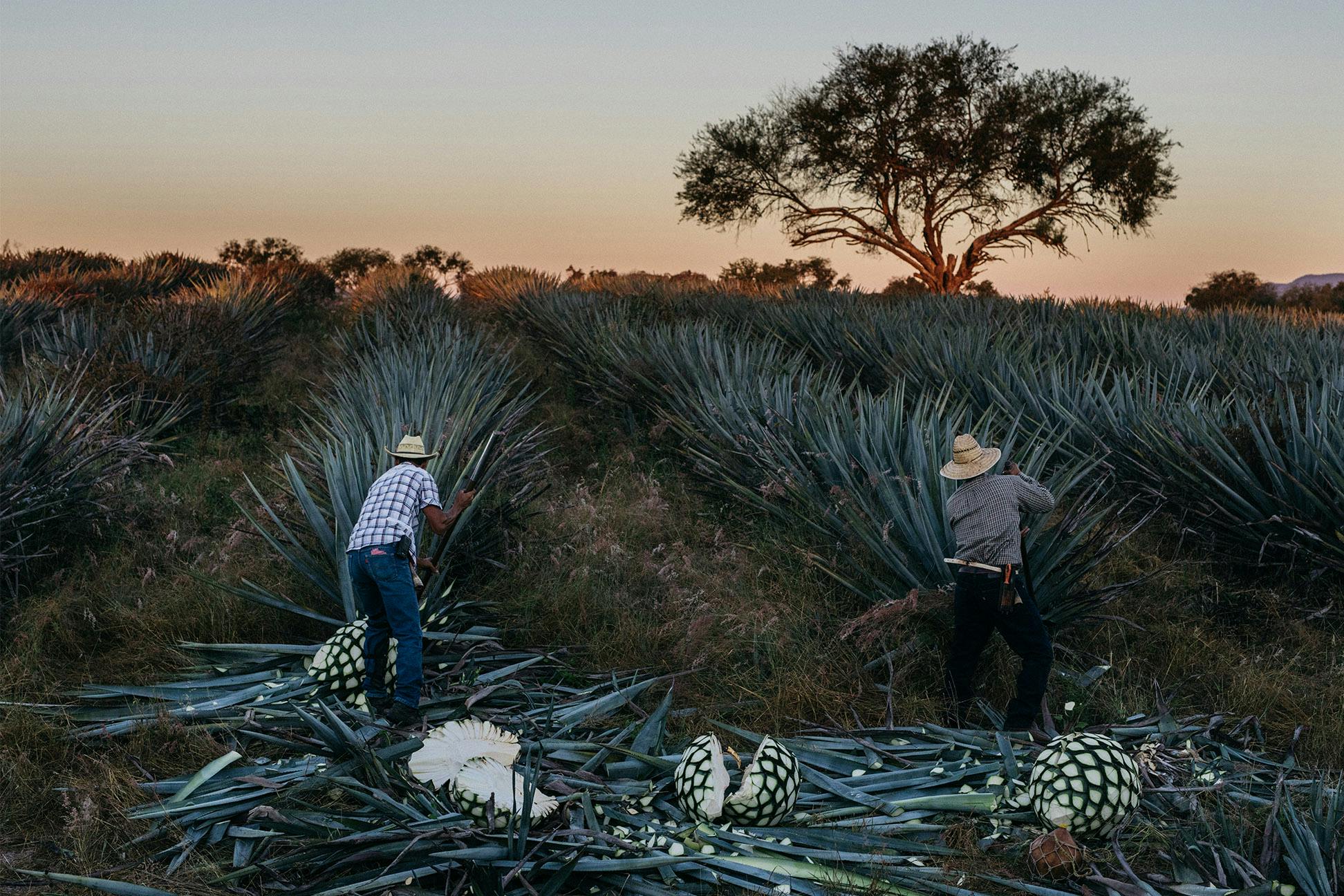 新顔たちによる早朝の慣習。