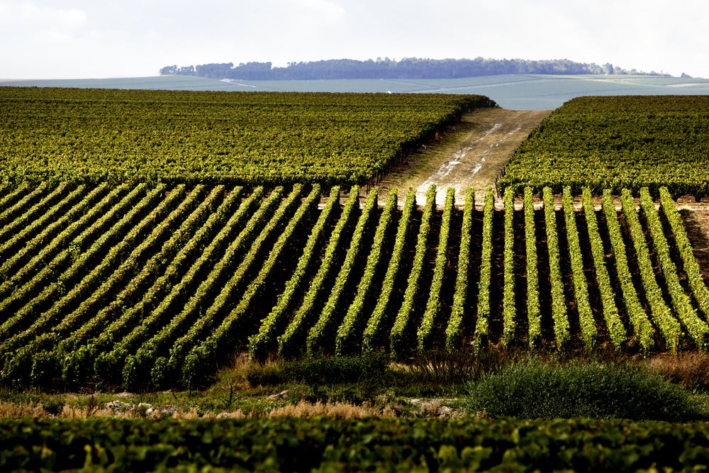 ルイナールのブドウ畑は、主にモンターニュ・ド・ランスに広がっています。ここで収穫されたブドウから造った最高品質のベースワインがキュヴェの醸造に使われます。