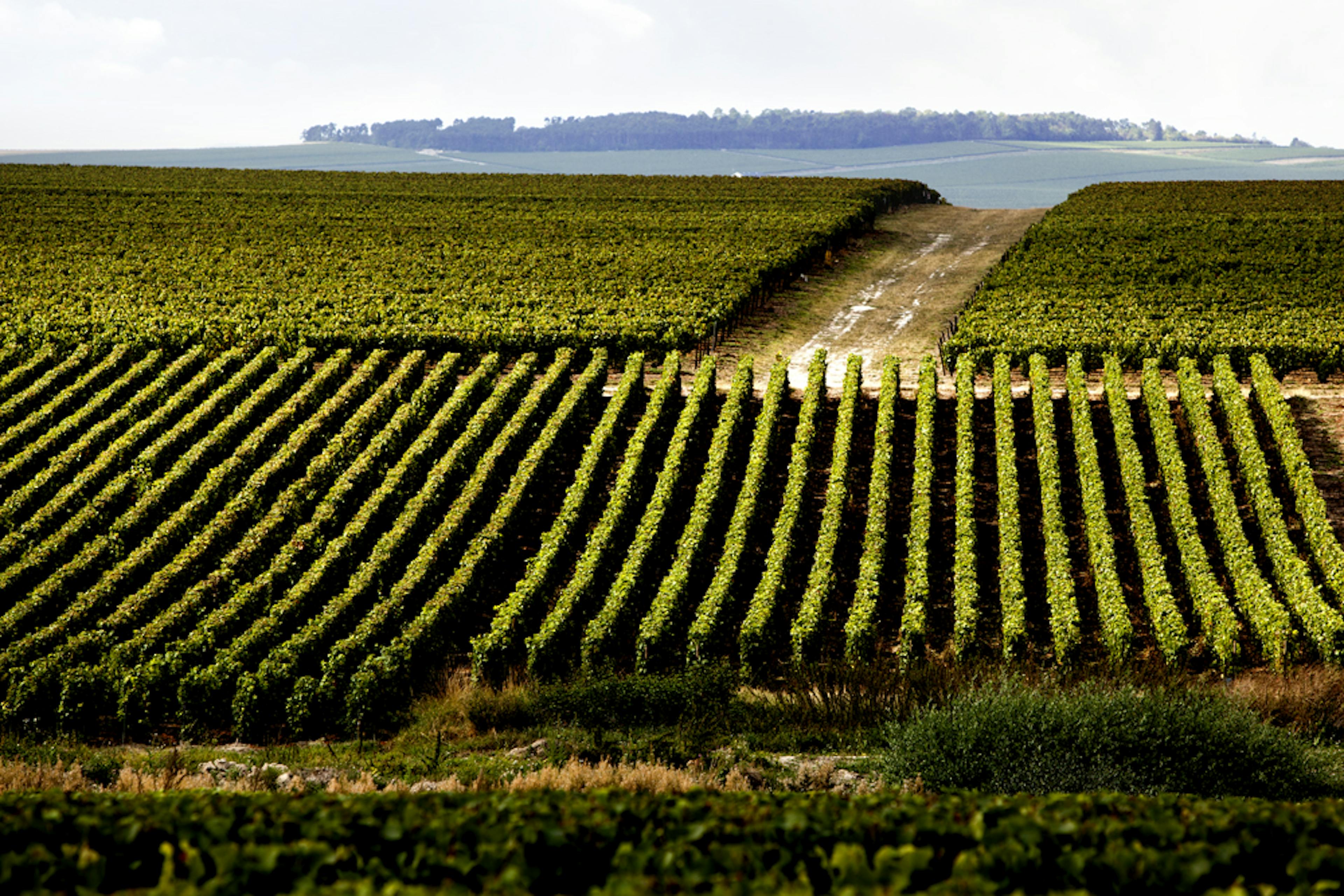 The vineyards of the House of Ruinart are located mainly on the Montagne de Reims. The best base wines are used for the creation of our cuvées.