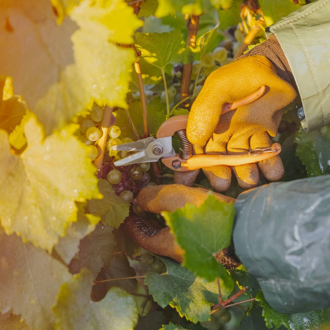 Visuals - Ruinart presents Blanc Singulier, a unique cuvée revealed by climate variations