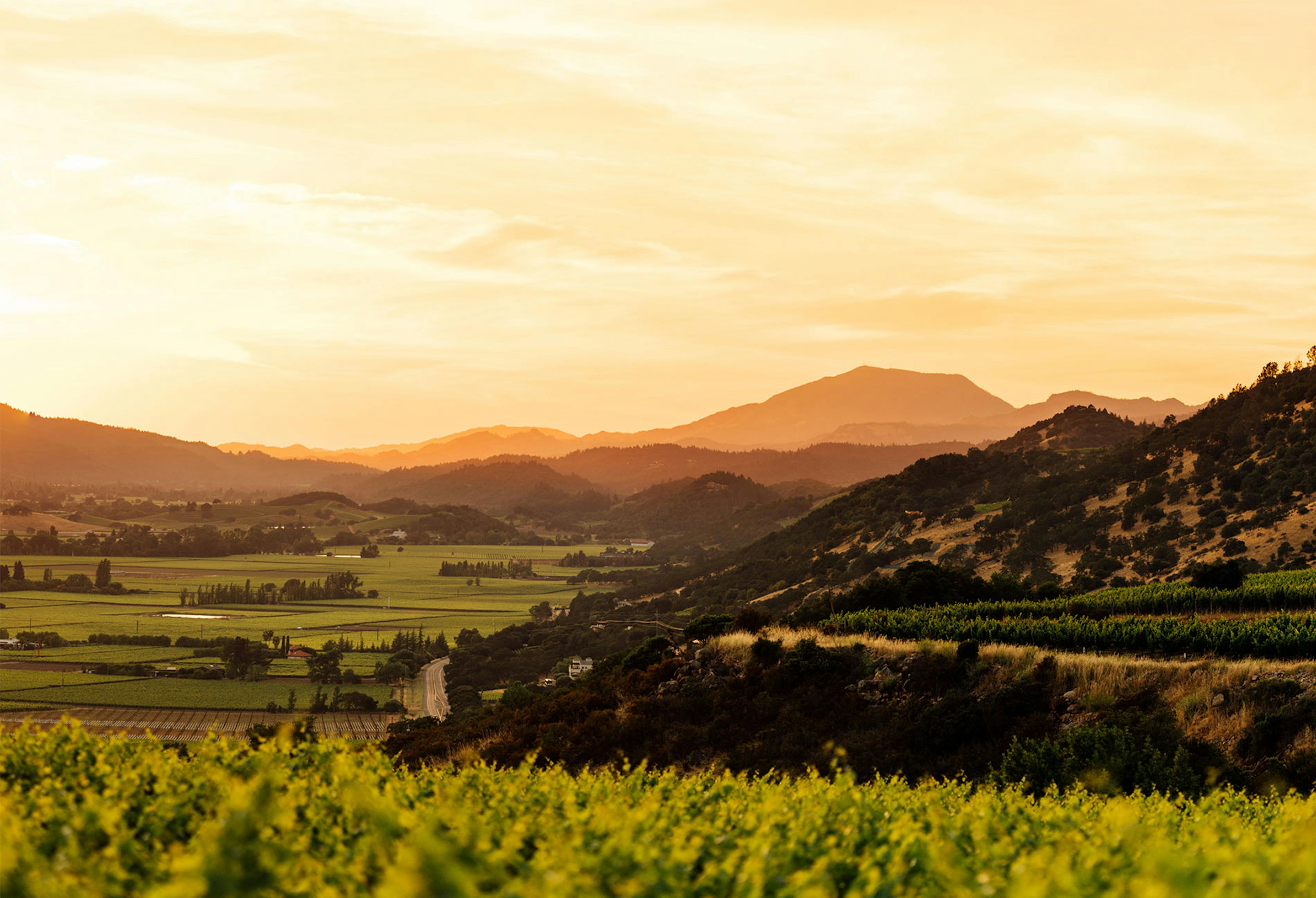Backus Vineyard plateaux at sunset © Matt Morris
