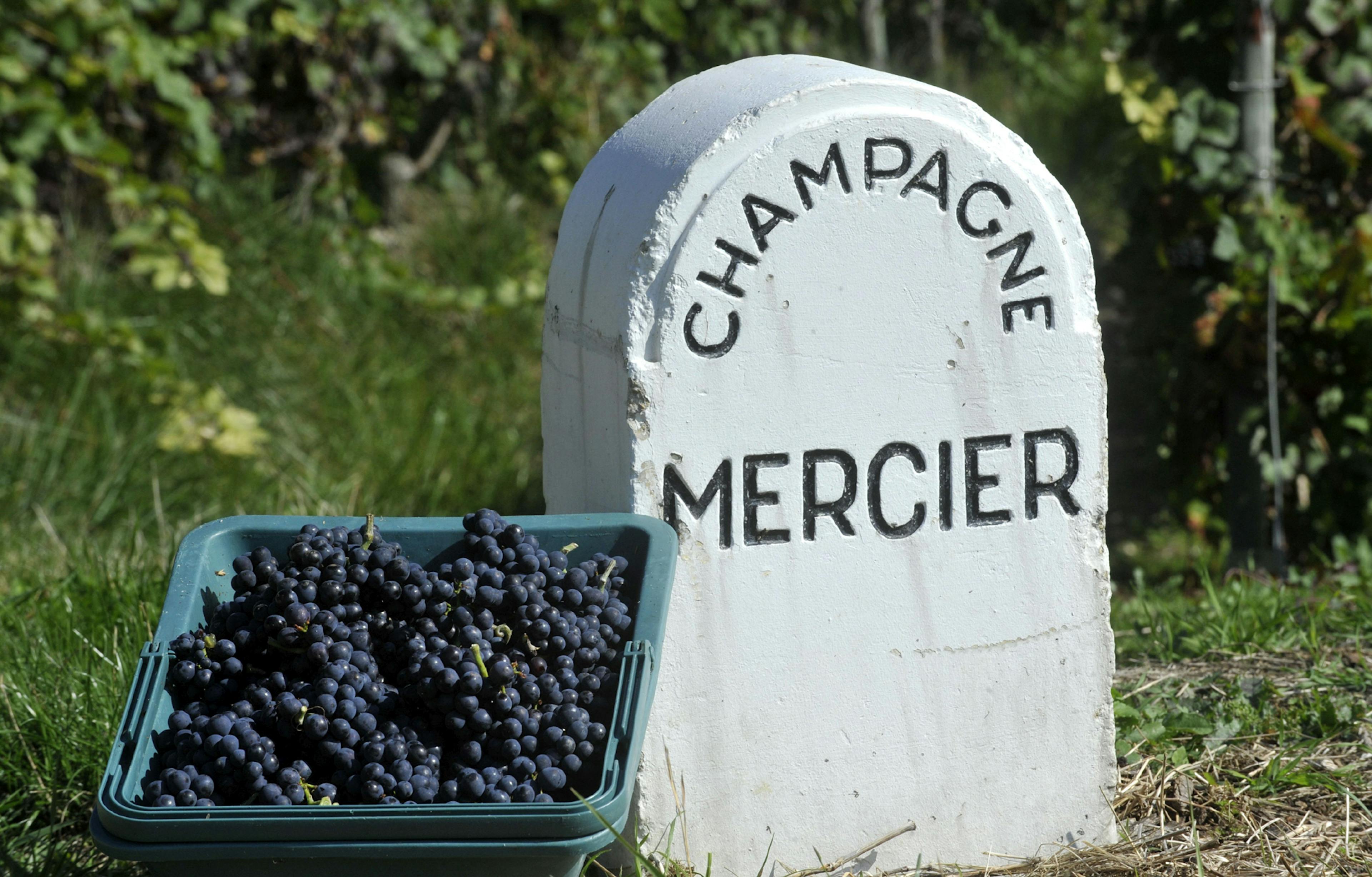 Vineyard and Mercier border stone with a basket of pinot noir grapes. © Michel Jolyot / Mercier