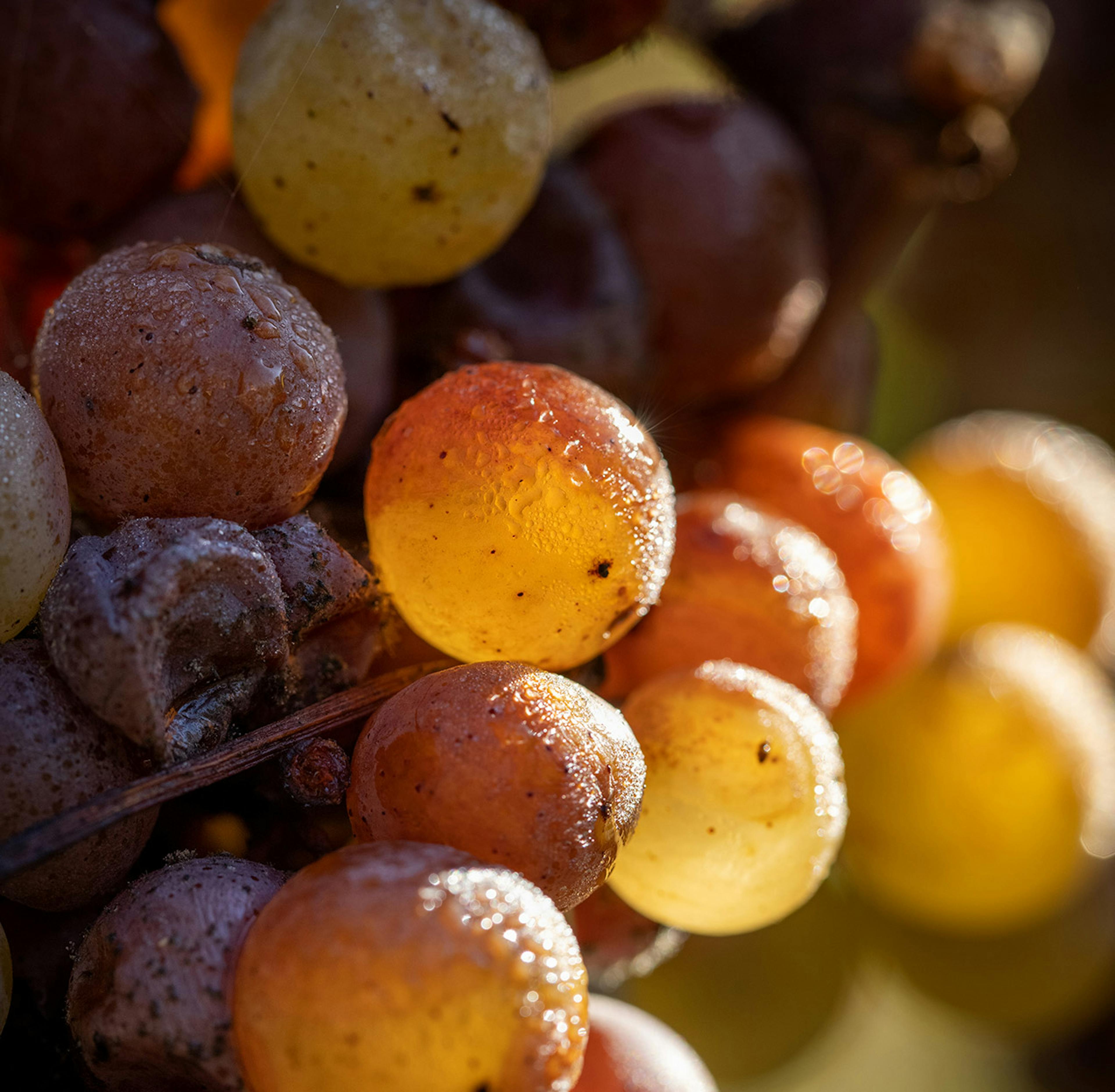 Harvest time at Yquem © Deepix