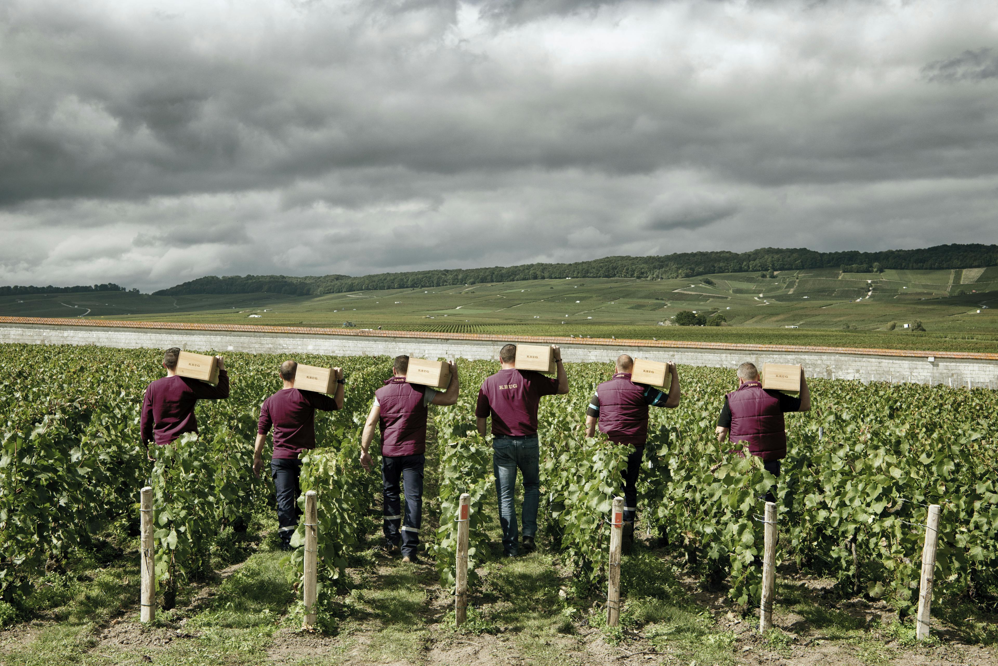 Individuality at the heart of the Krug heritage.