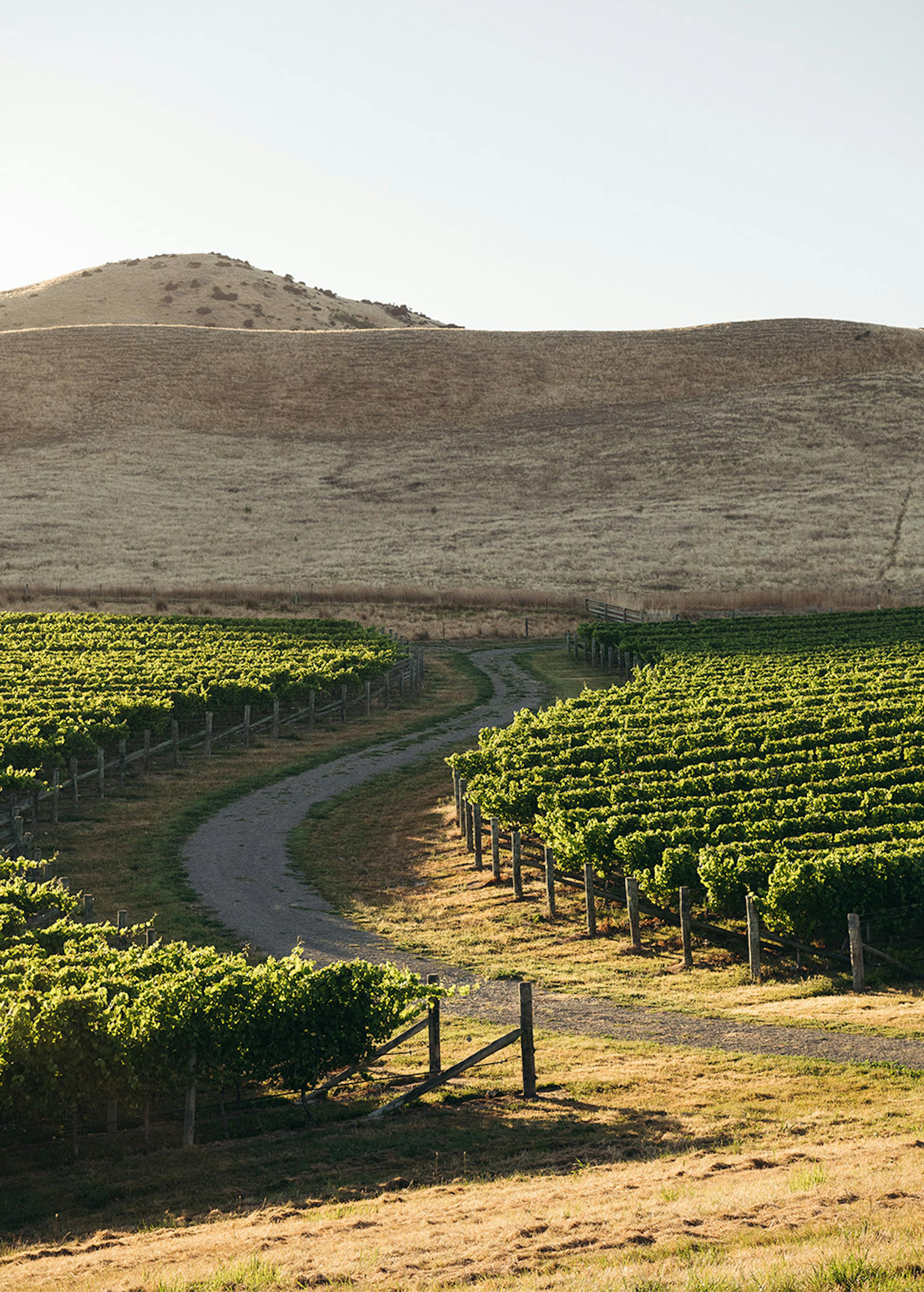 Marlborough Vineyards © Josh Griggs