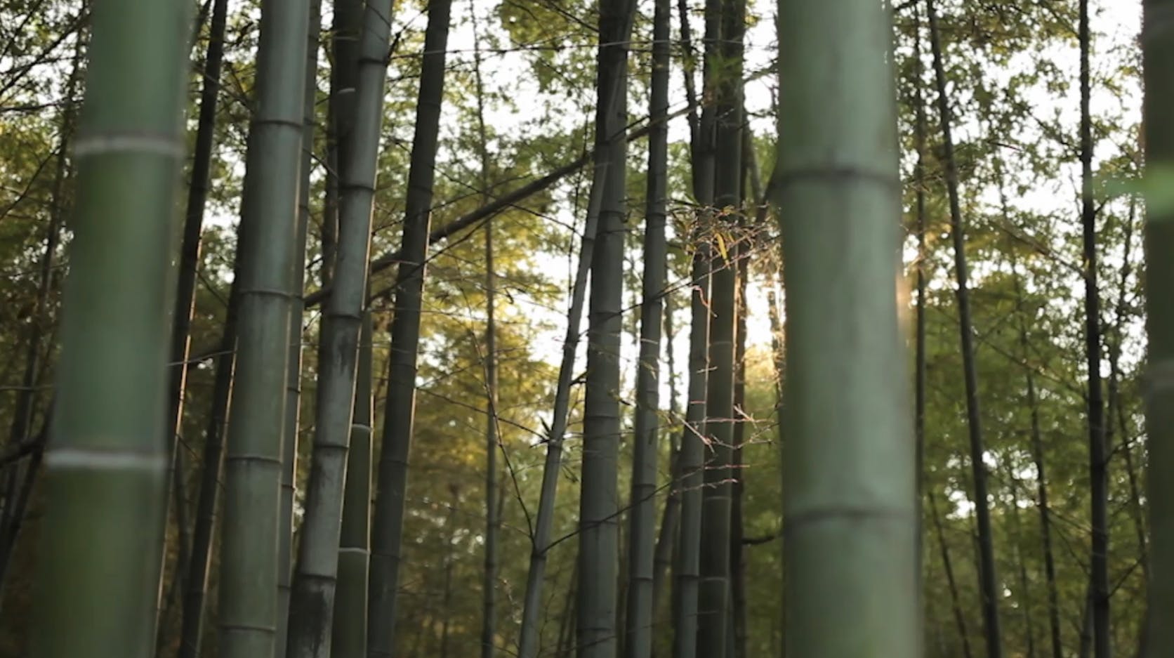 Fresh馥蕾诗美容顾问-上海新世界大丸- Fresh - TP03070 - LVMH