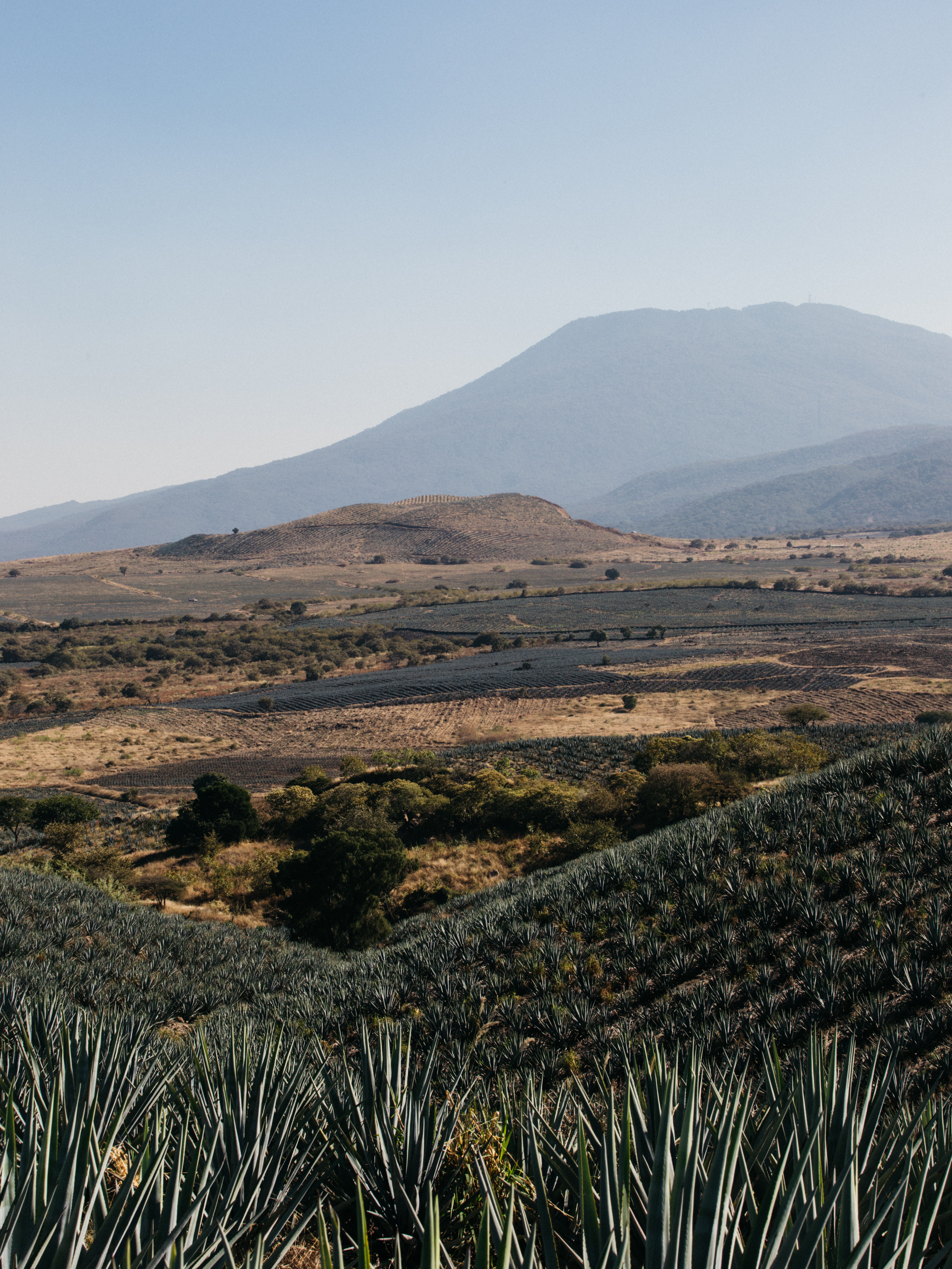 Volcan de mi Tierra、高級シャンパン、サヴォアフェール - ワイン