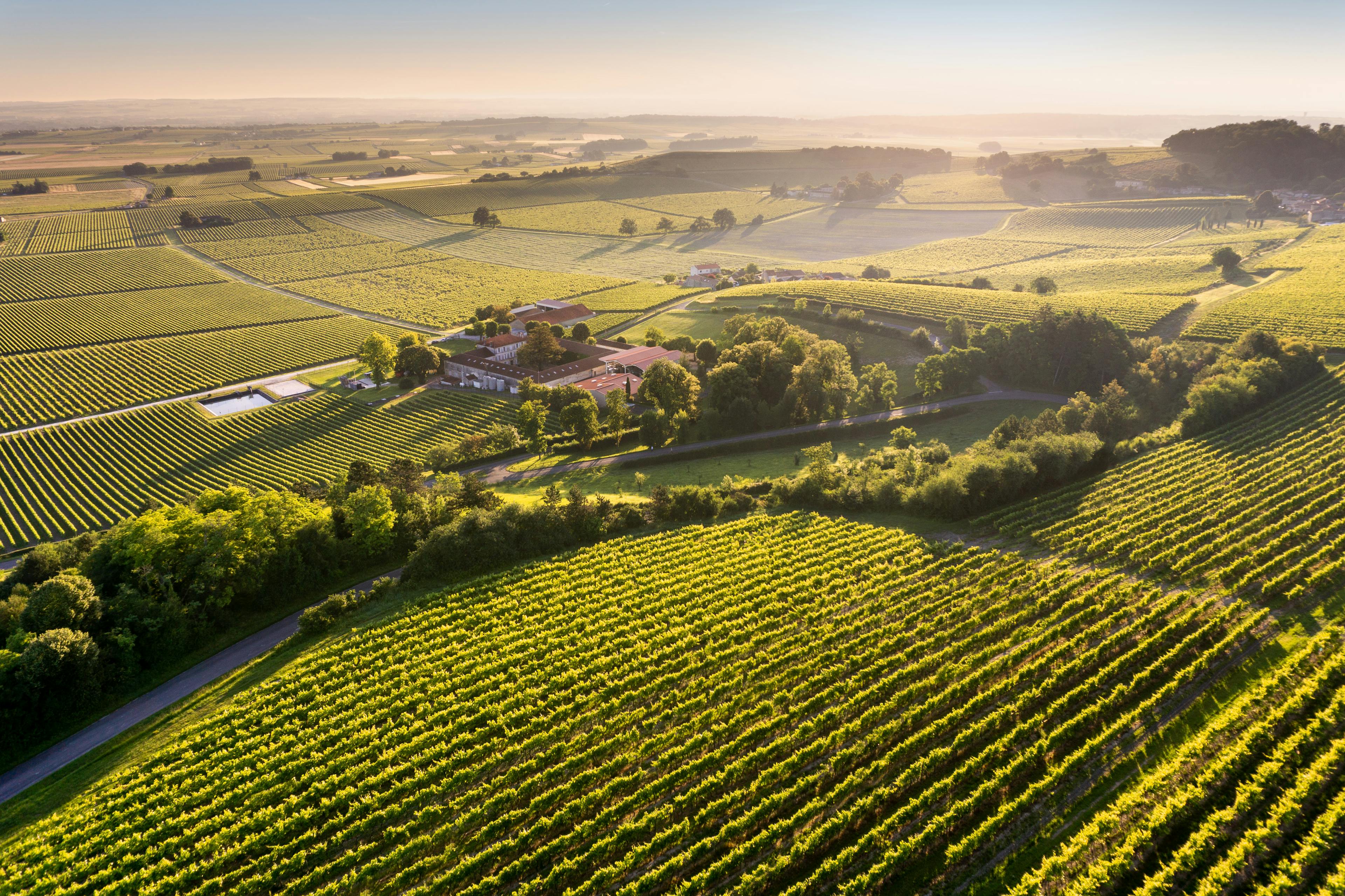 Vignobles