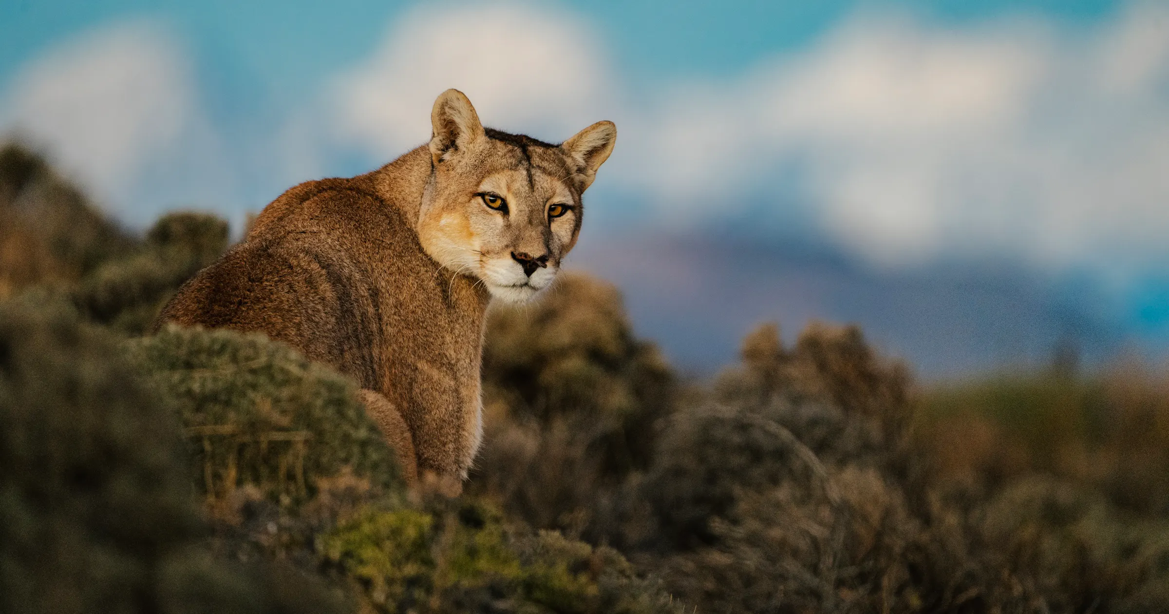 Parfums Christian Dior Extends WWF Partnership to Protect Big Cats