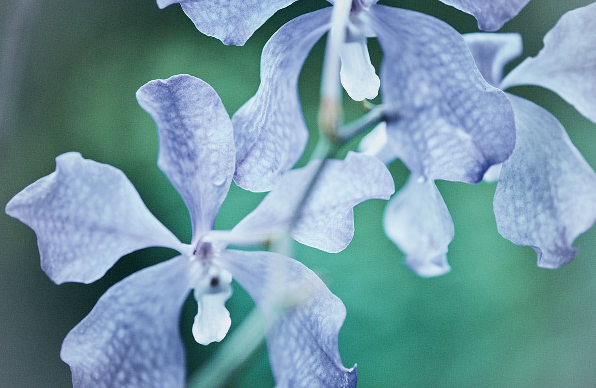 Guerlain is a patron of the Tianzi nature reserve in China.