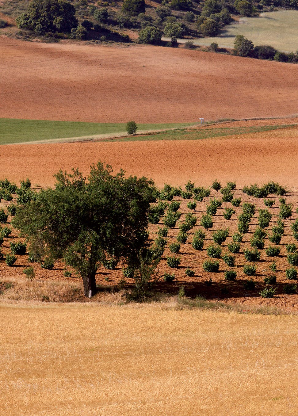Vineyard - Numanthia © Gilles de Beauchêne