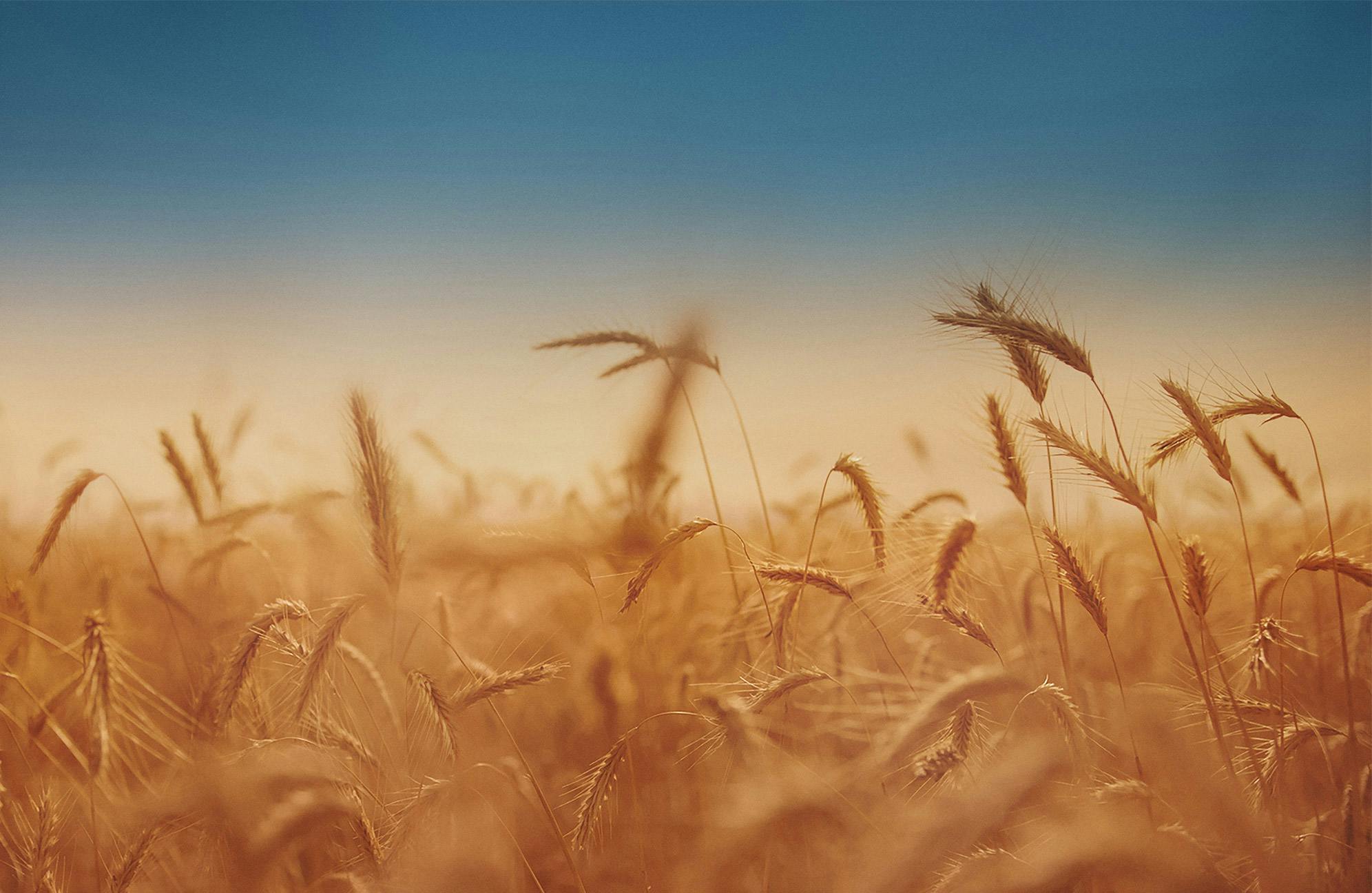 ポーランド産のライ麦