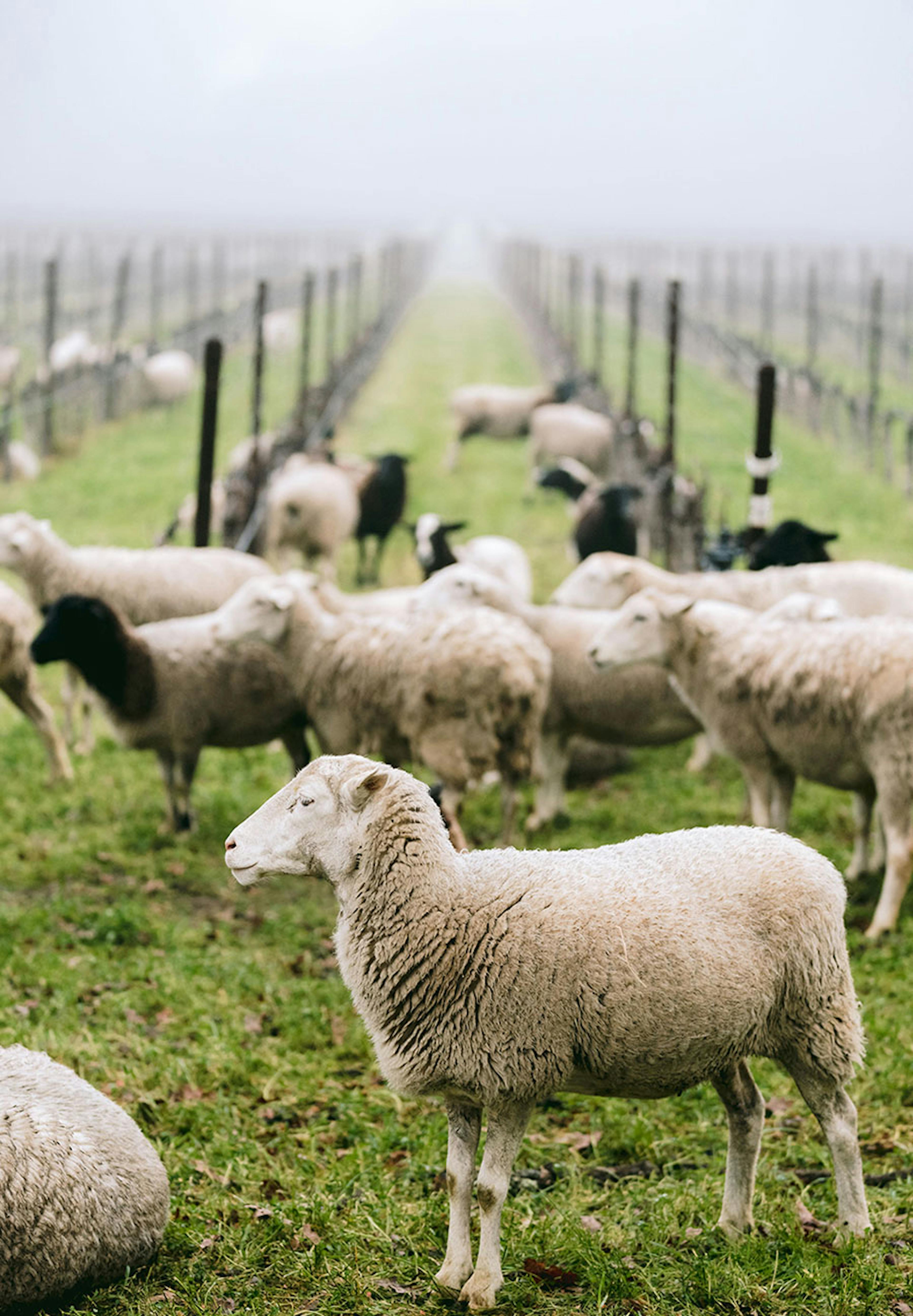Sheep grazing between rows in winter © Briana Marie Photography