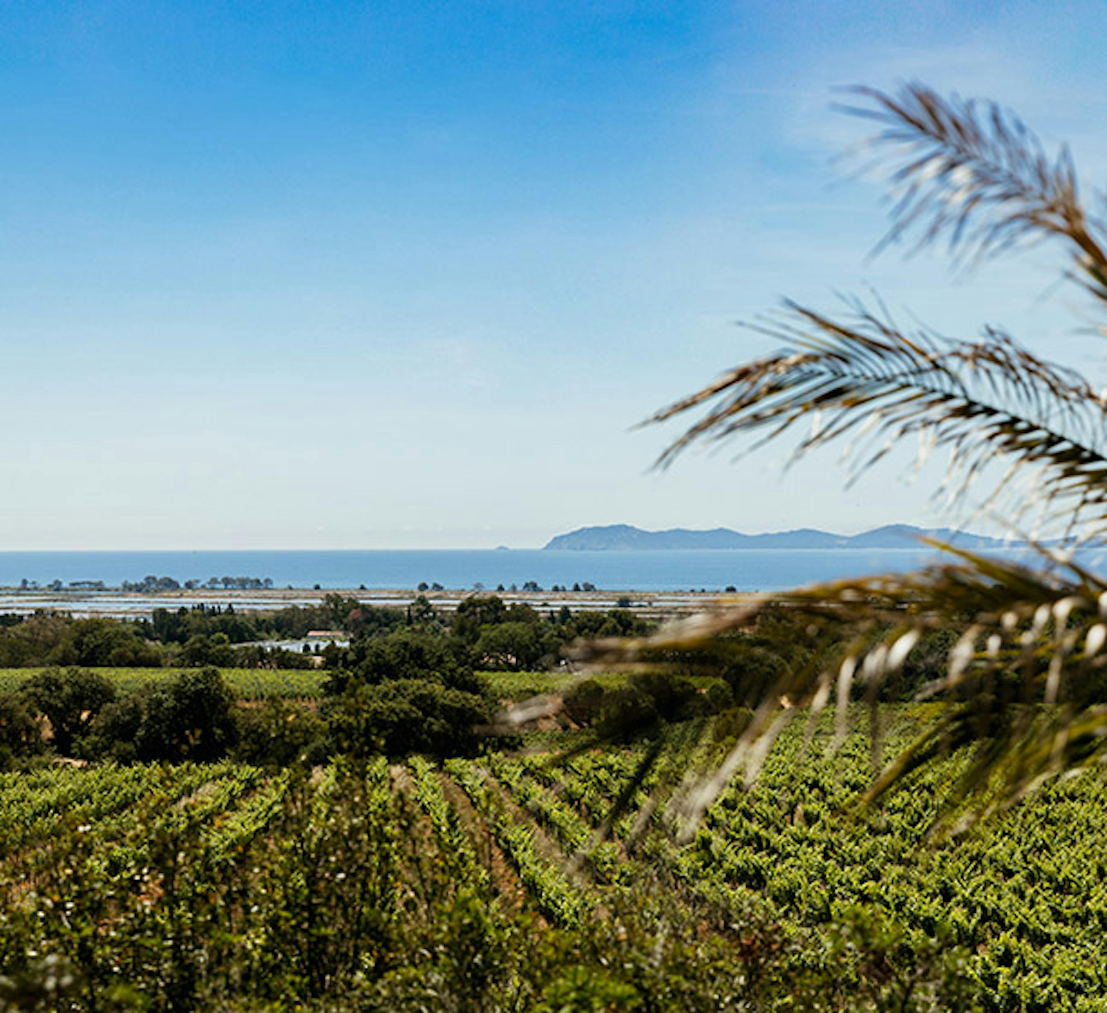 Château Galoupet vineyards and the Golden Isles