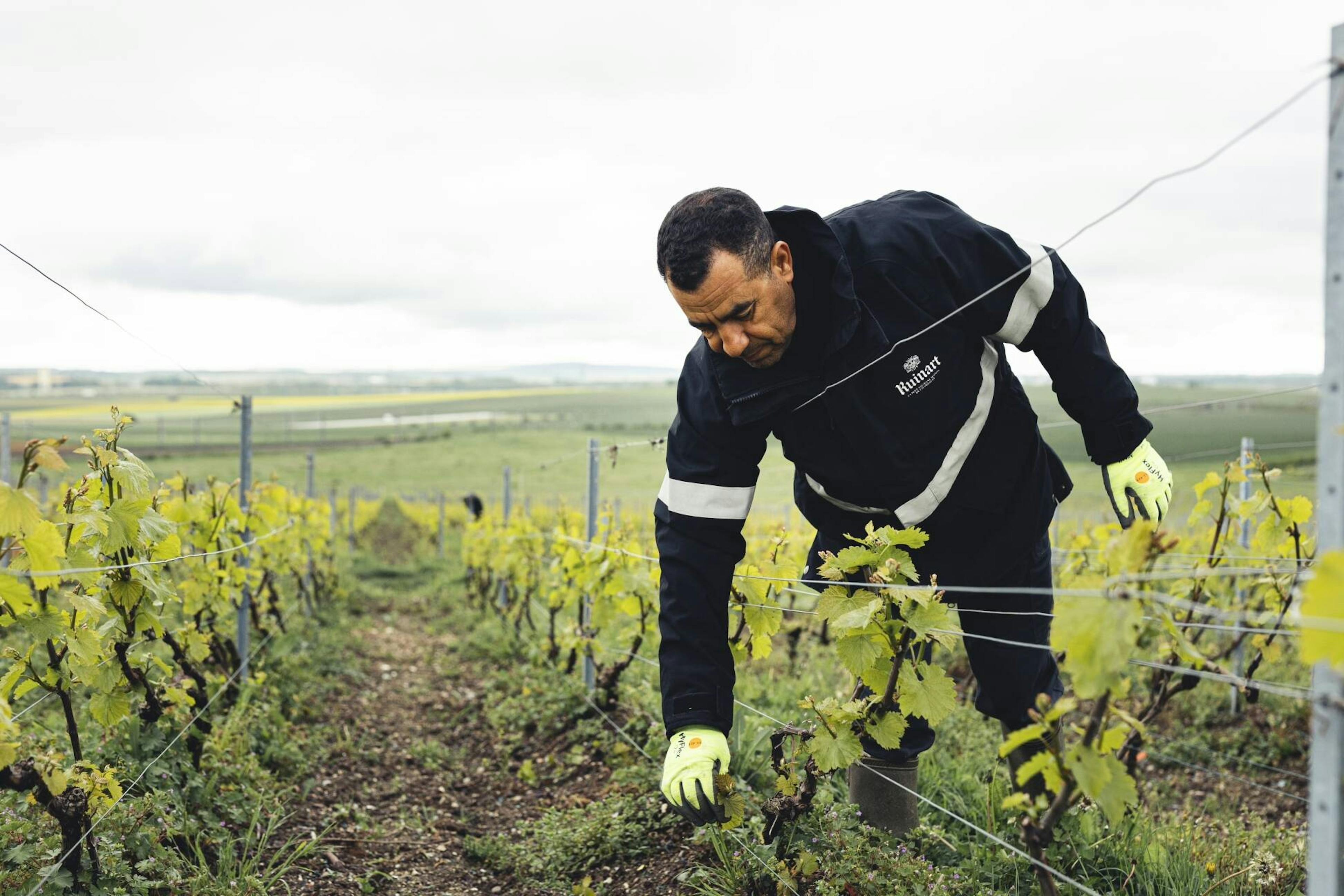 Visuals - Ruinart presents Blanc Singulier, a unique cuvée revealed by climate variations