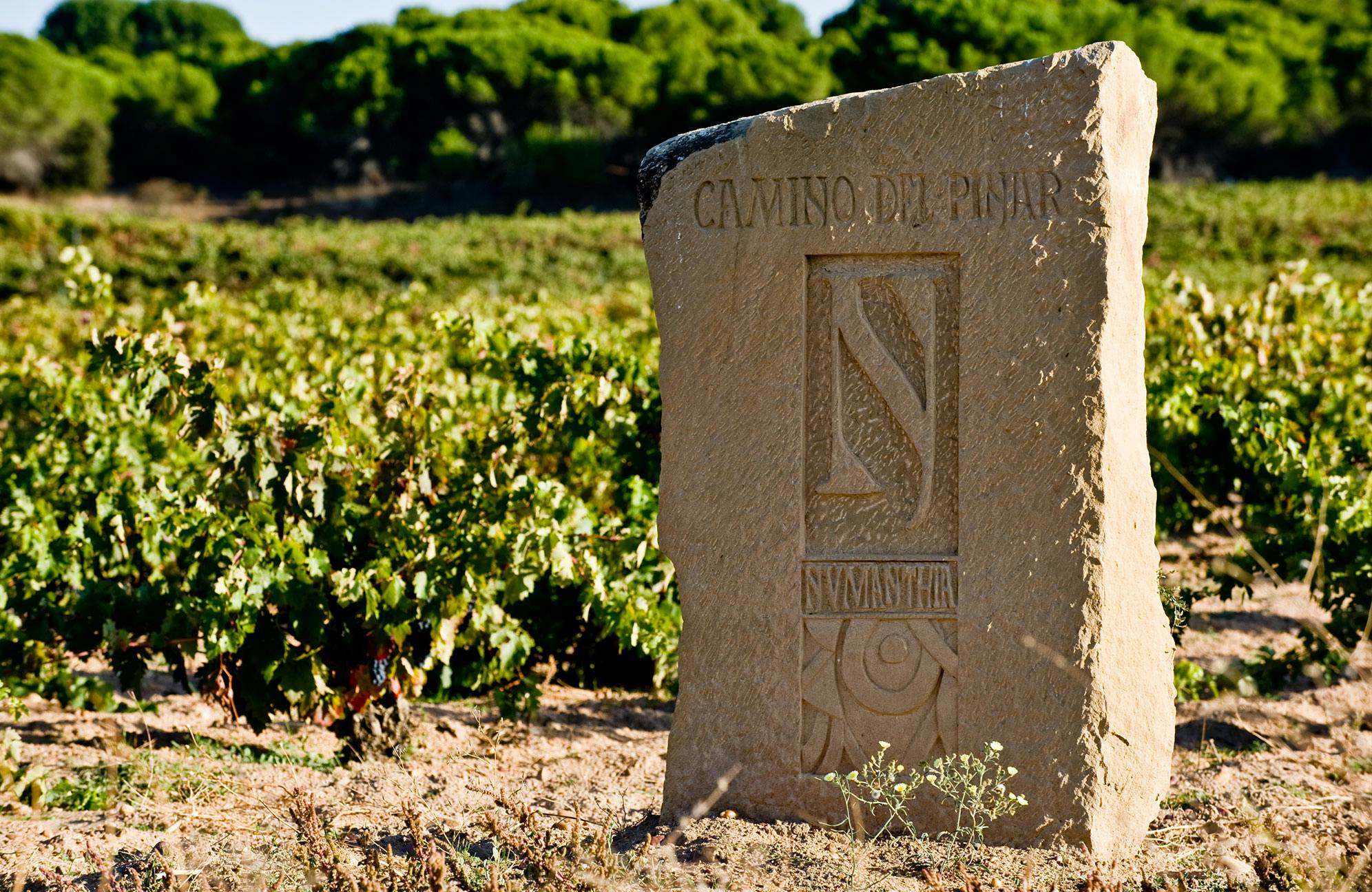 カミーノ デル ピナール