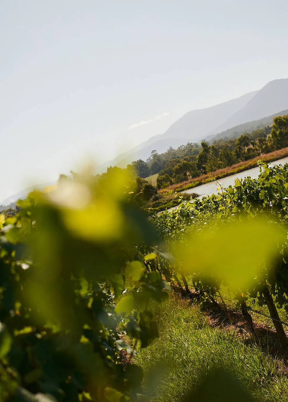 Green Point Vineyard © Chandon Australia
