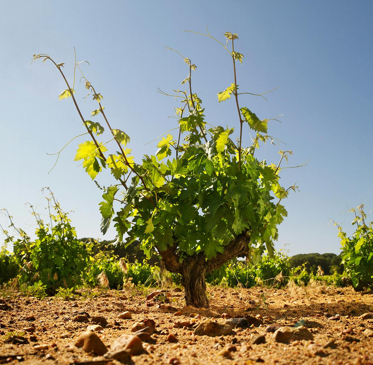 ヌマンシアのブドウ樹 © Bodega Numanthia