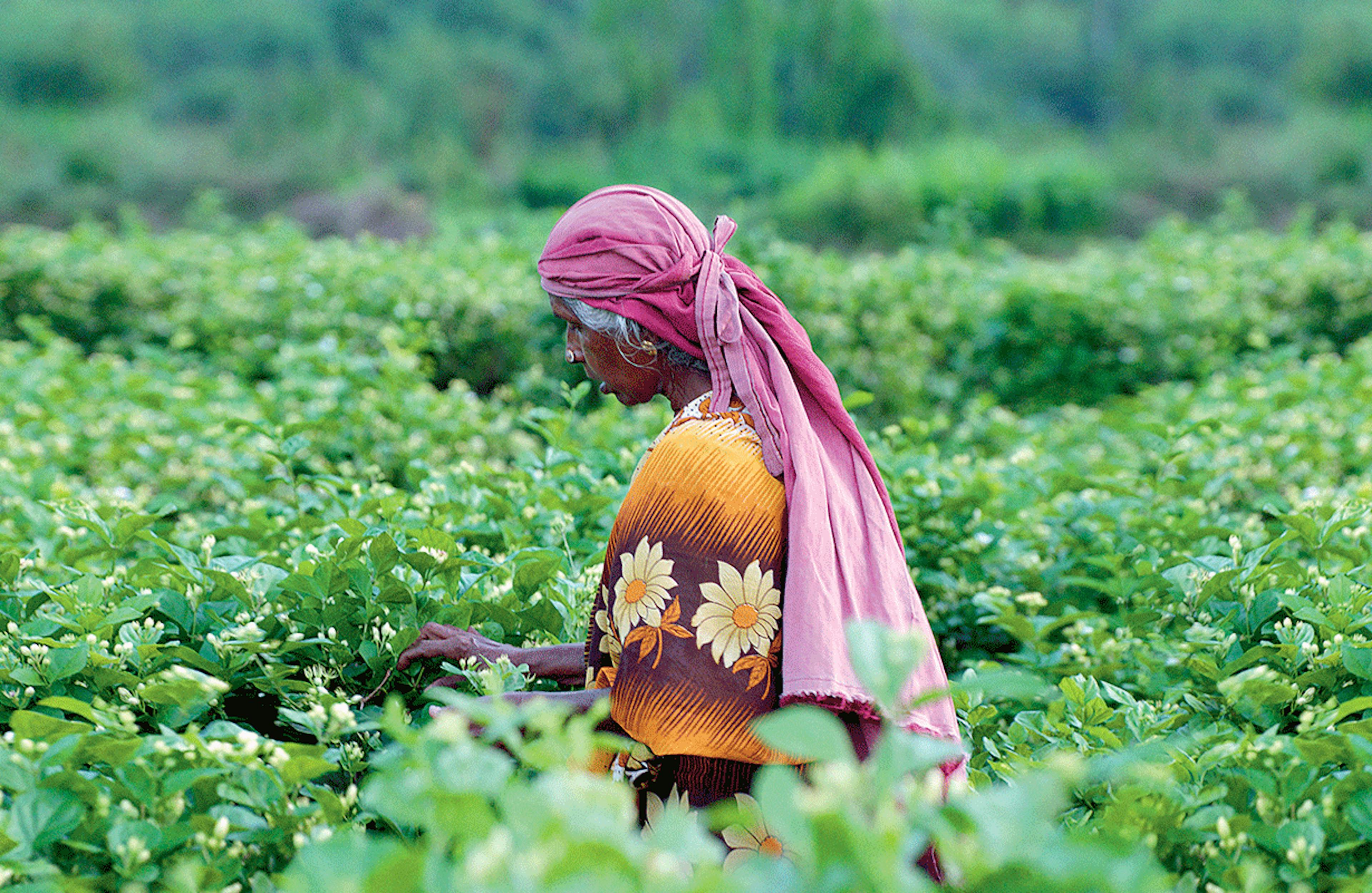 Visuels "Inside the Dream" dans les coulisses de la création du parfum culte de la Maison Dior