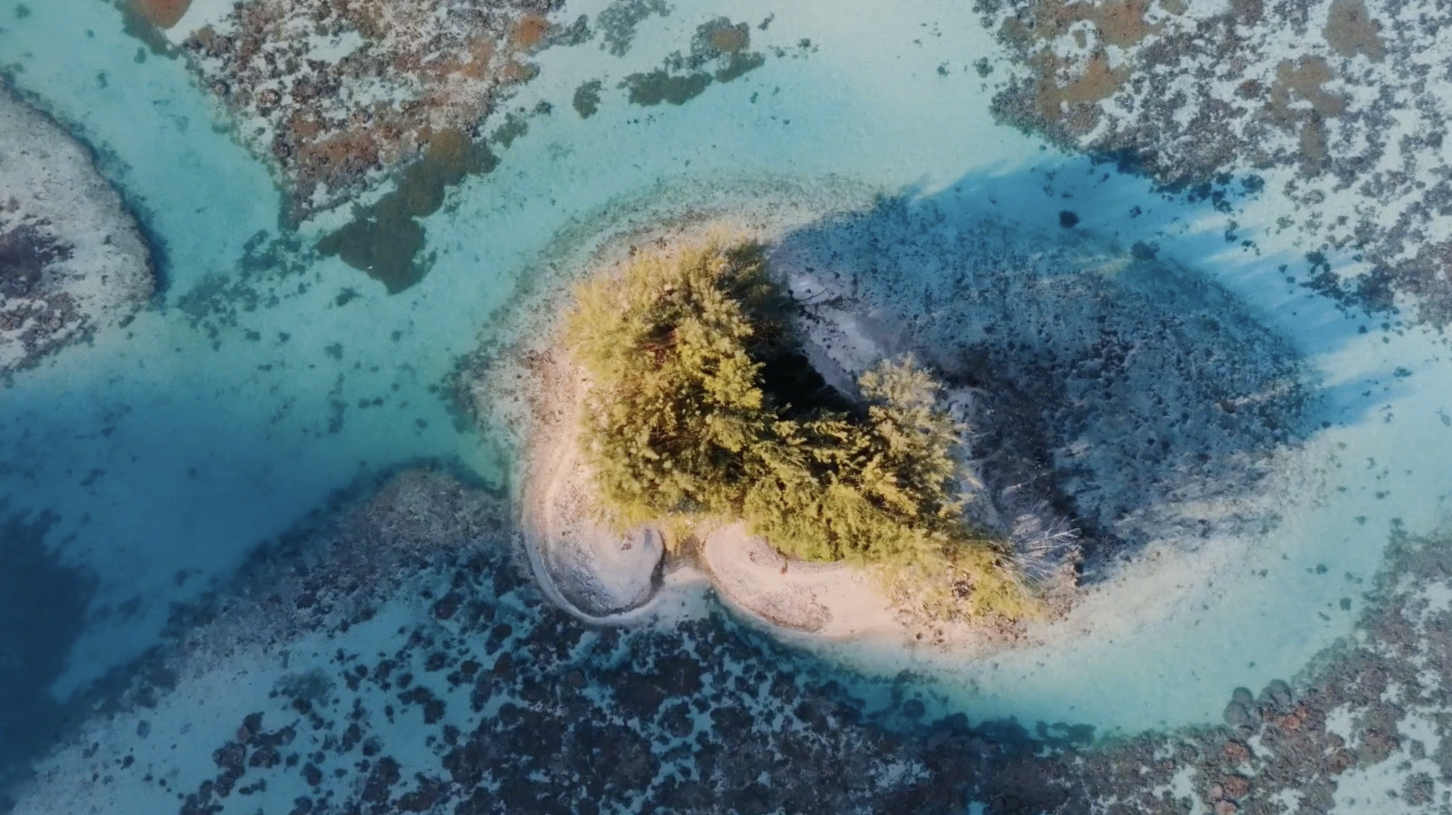 Kenzo Parfums connects creation and conservation w...