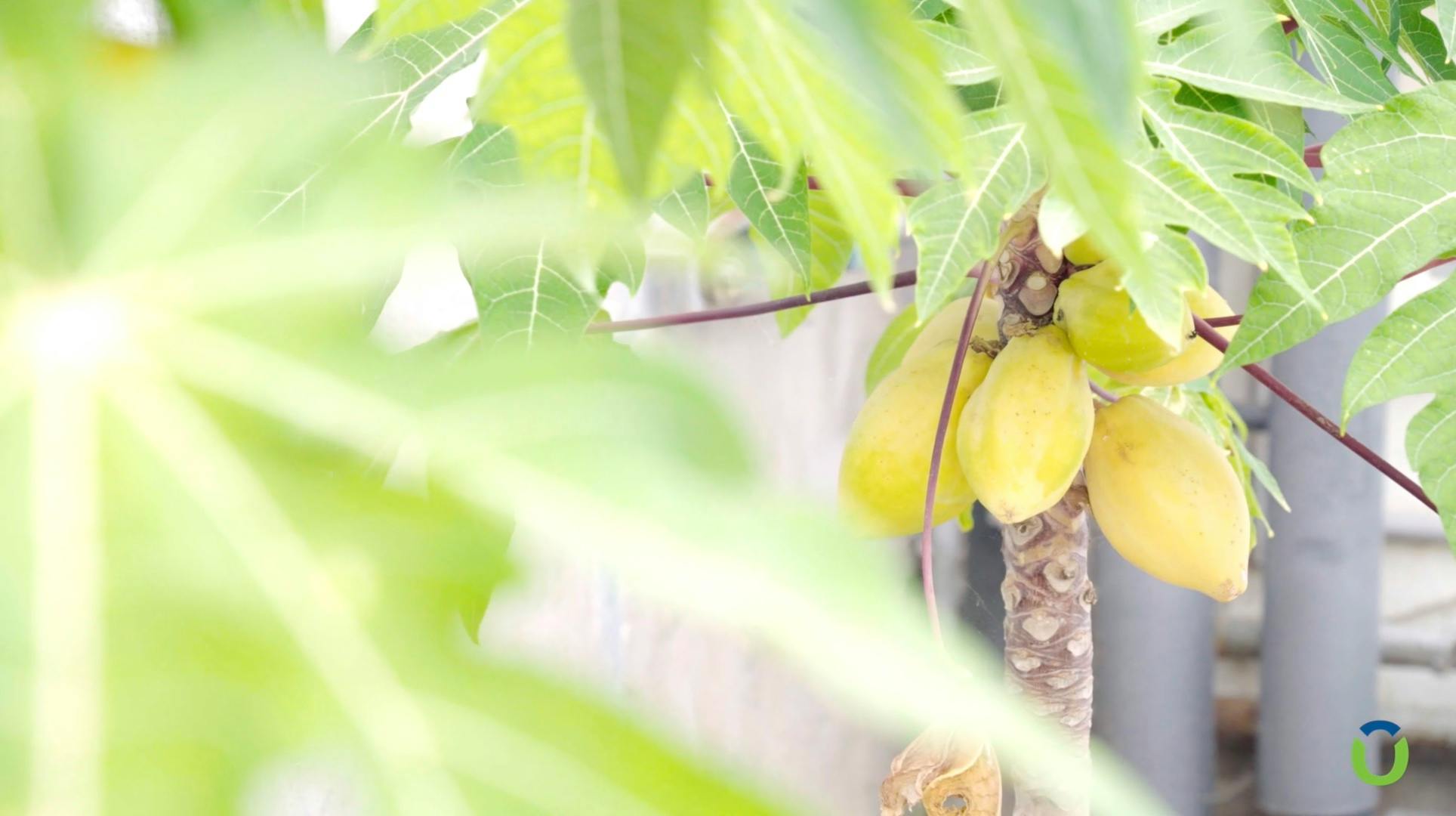 Image pour l'étape Production de Vidéo