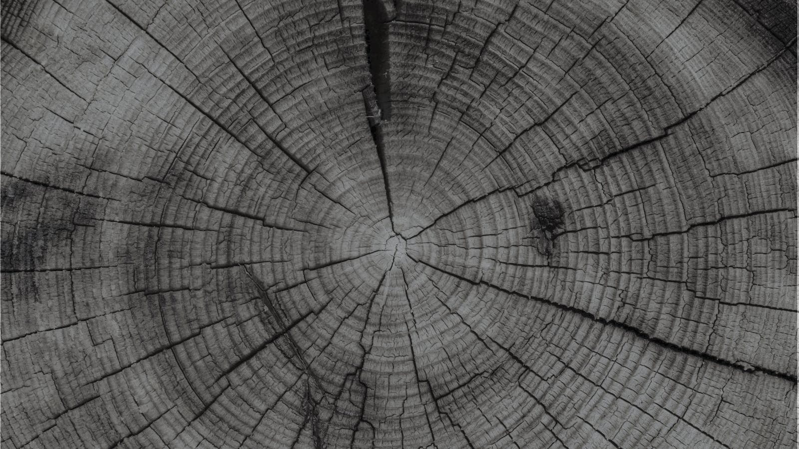 tree rings background