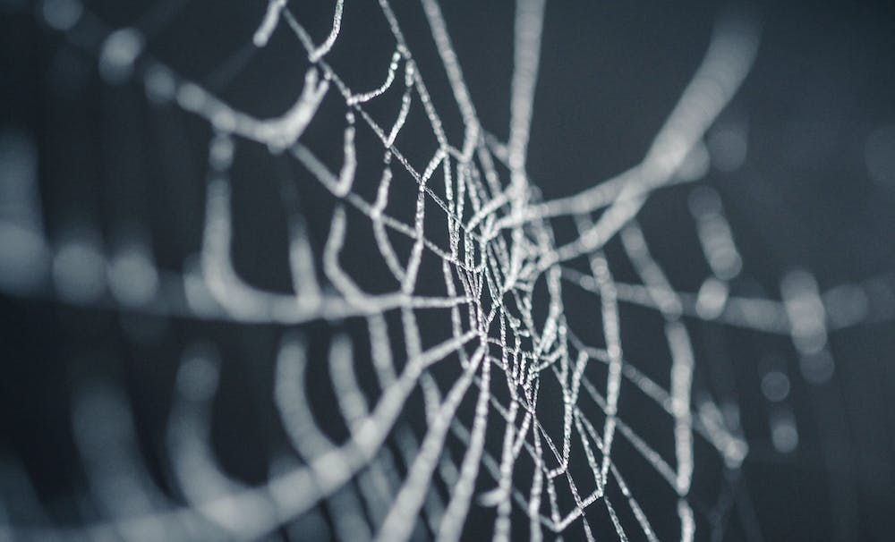 Web closeup