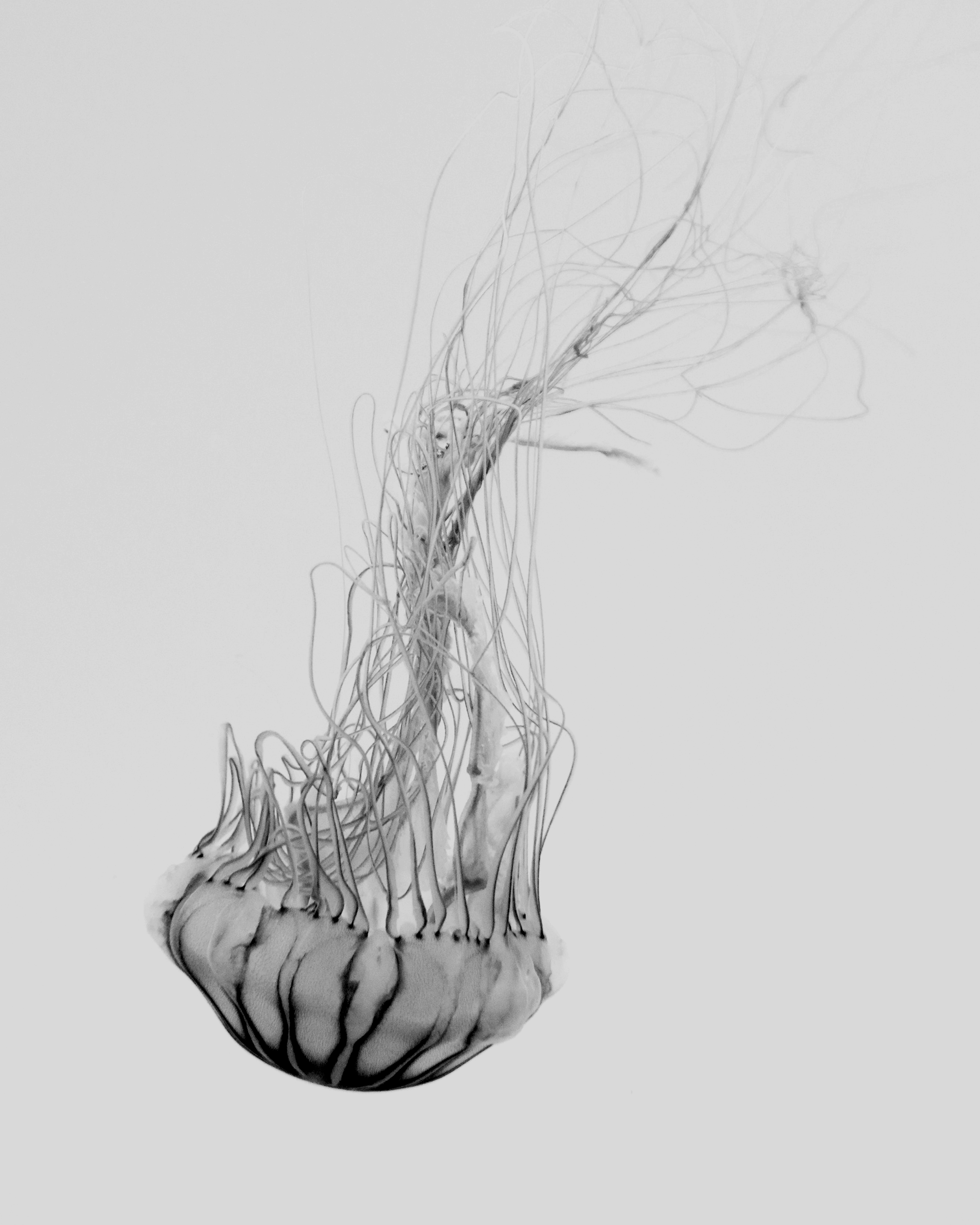 Lynchburg Collective