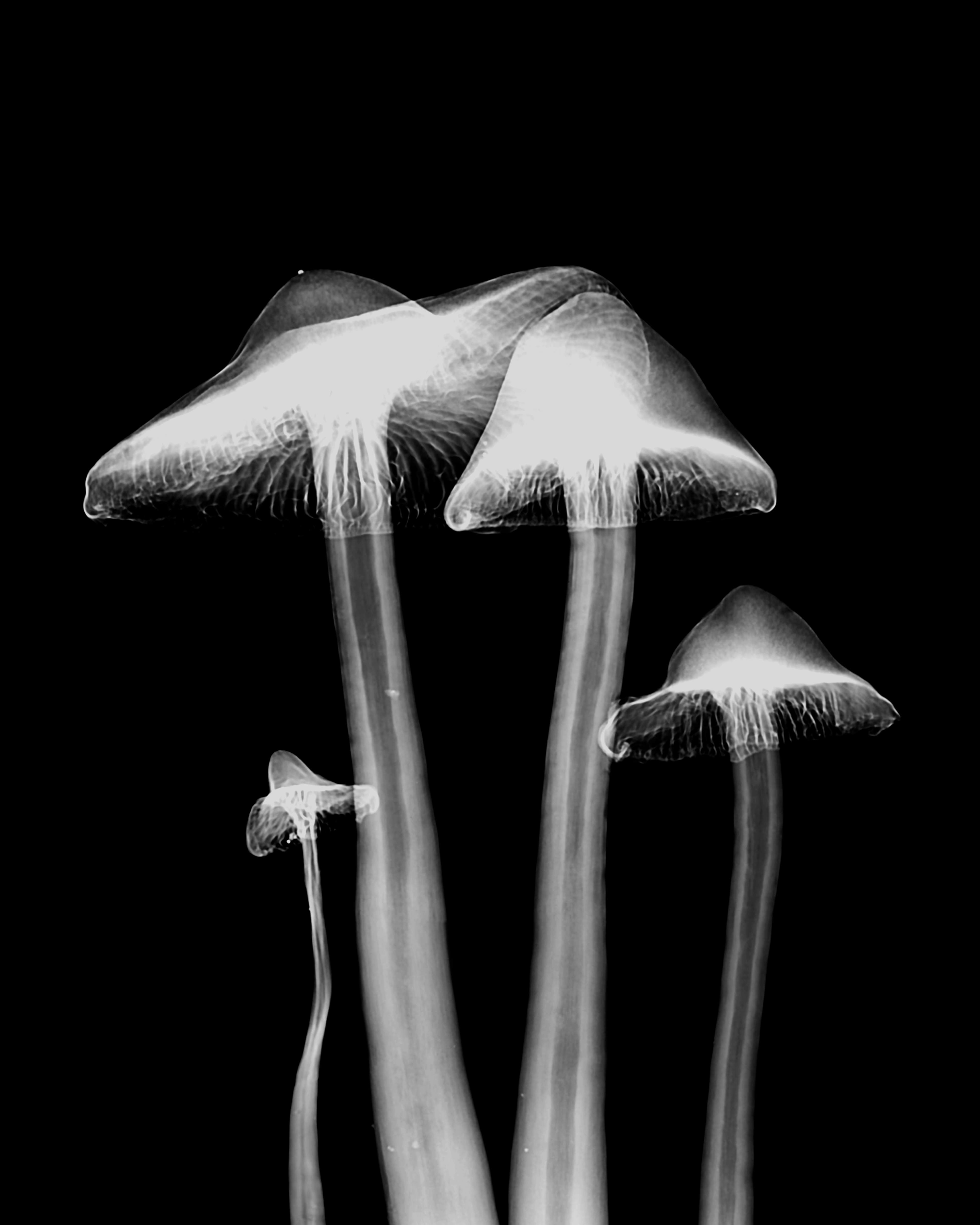 Lynchburg Collective