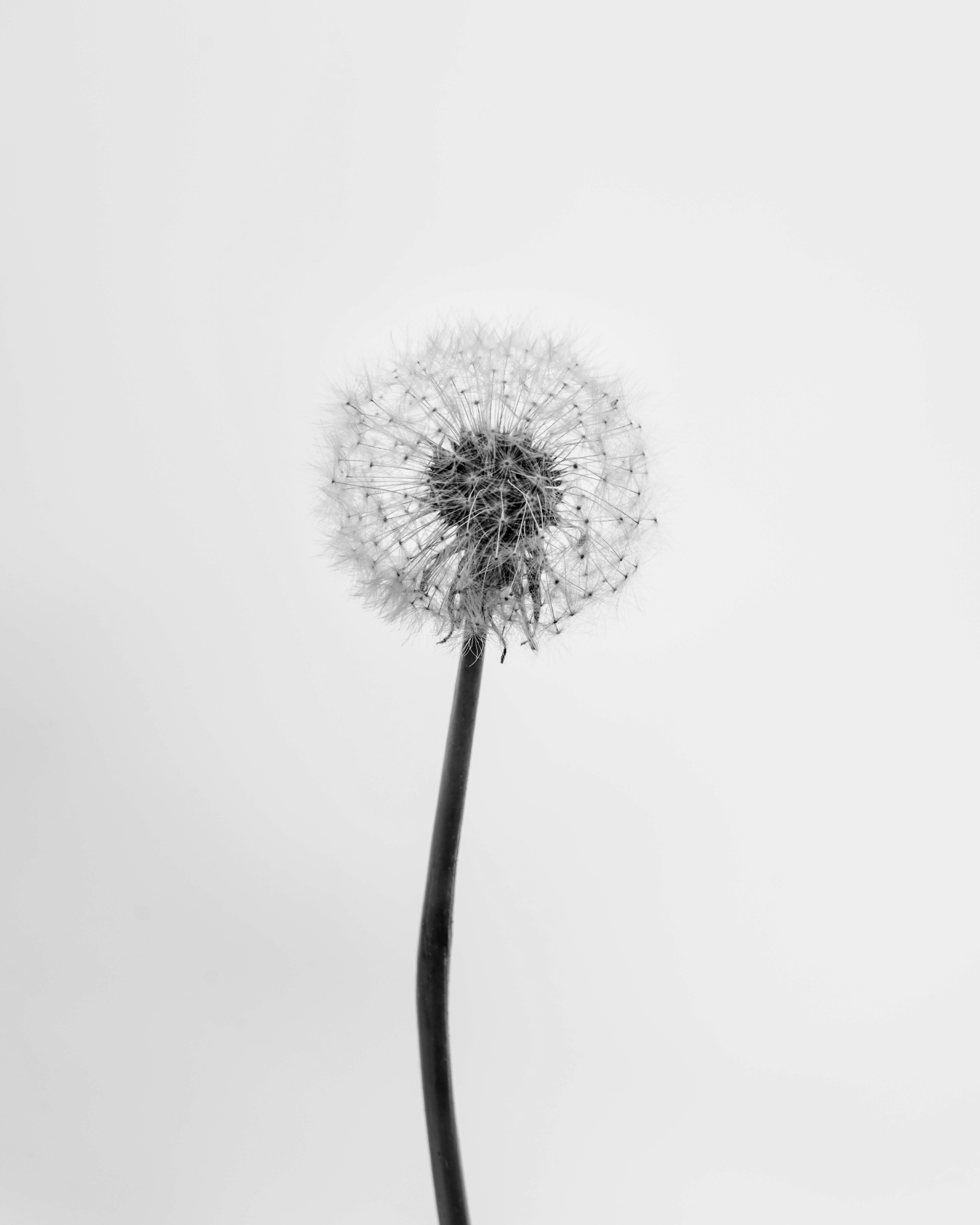 Lynchburg Collective