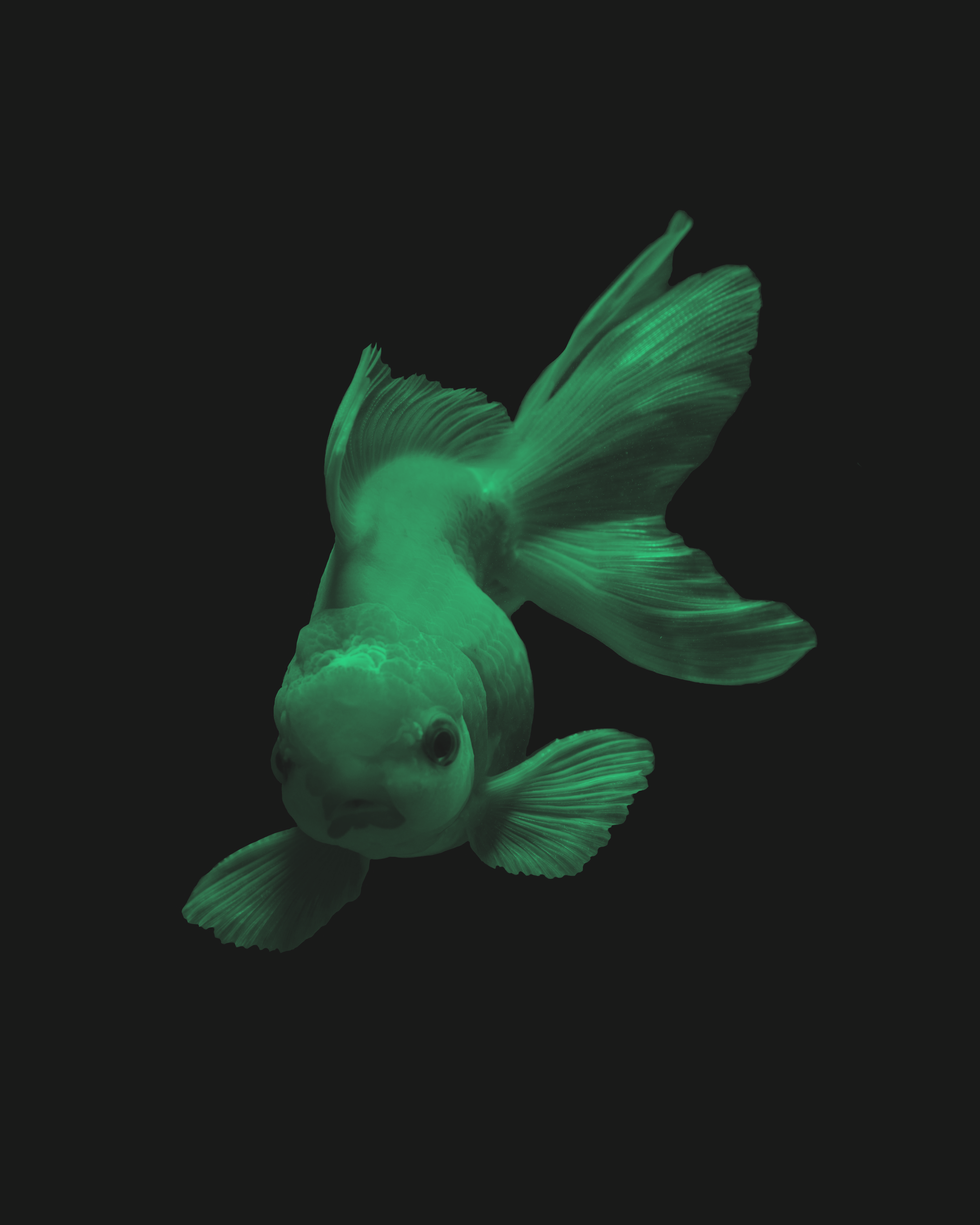 Lynchburg Collective