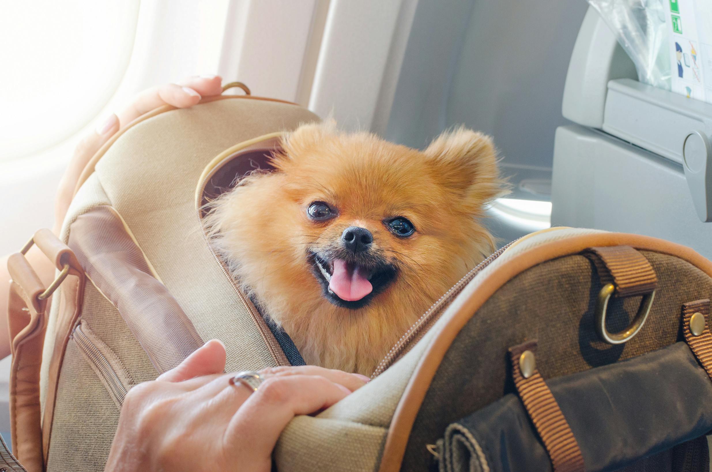 which airline allow dogs in cabin