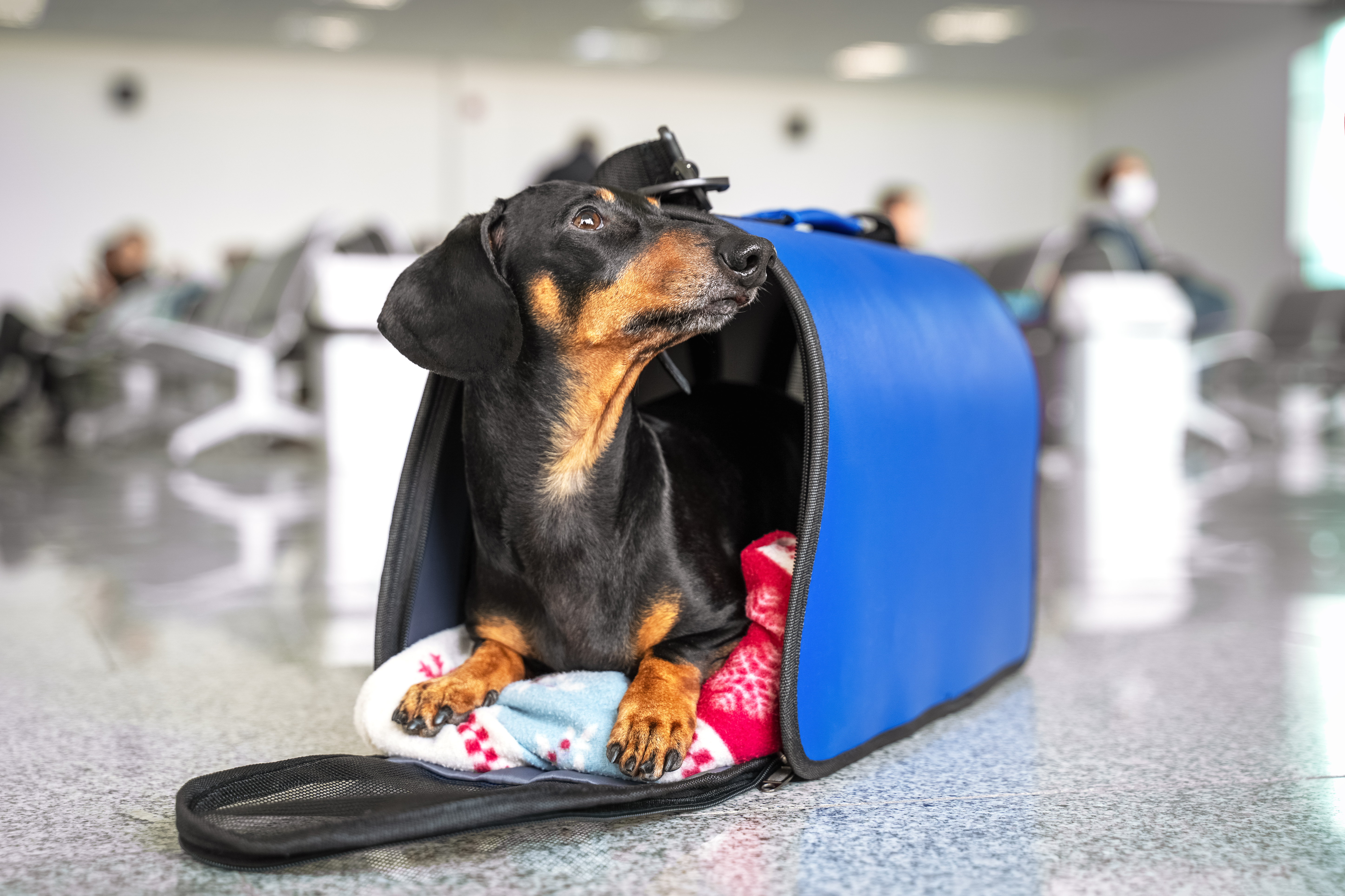 Pets in Cabin