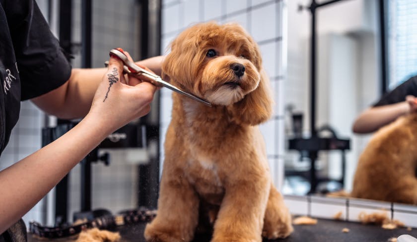 Собака на стрижке в грумминг салоне