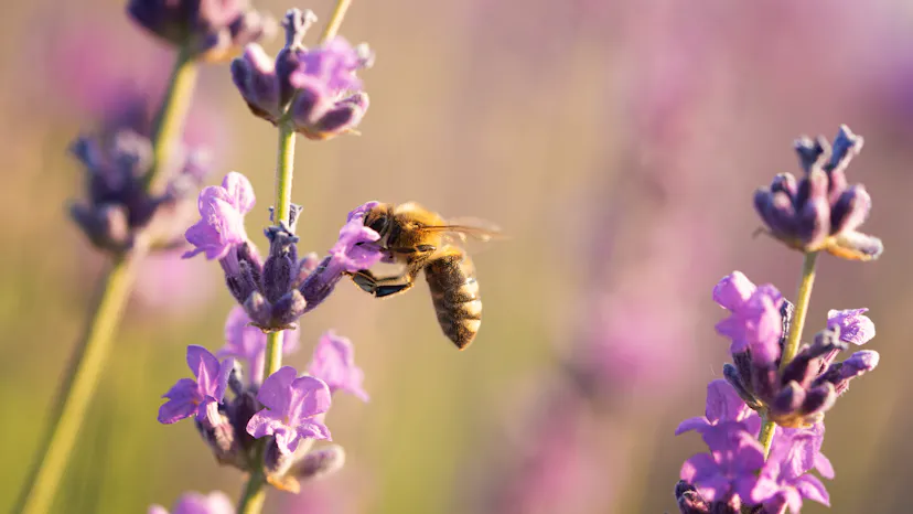 image of bee on lavendar
