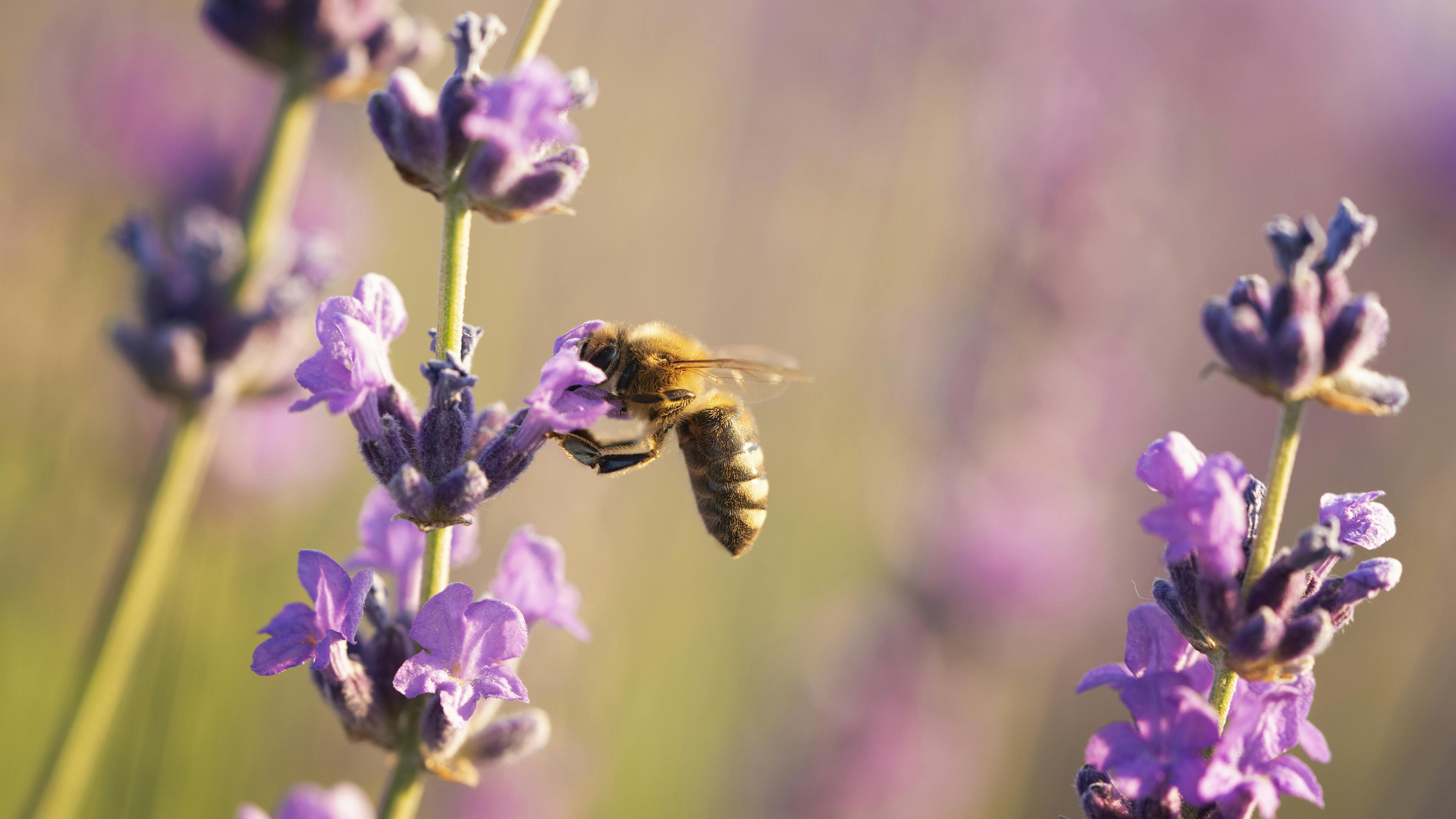image of bee on lavendar