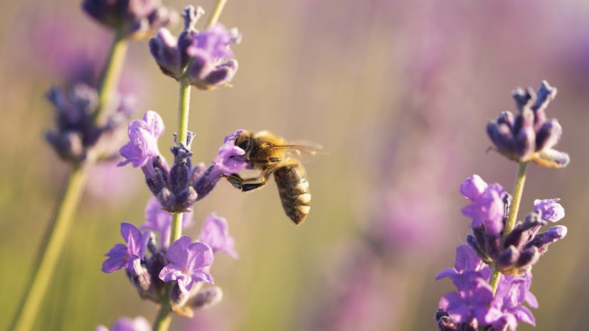 image of bee on lavendar