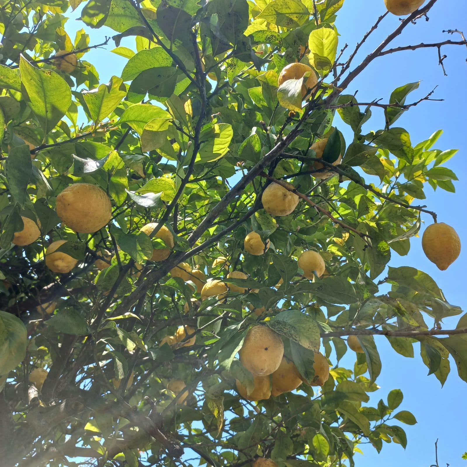 Vitamica C: Energia, benessere e ...gusto!