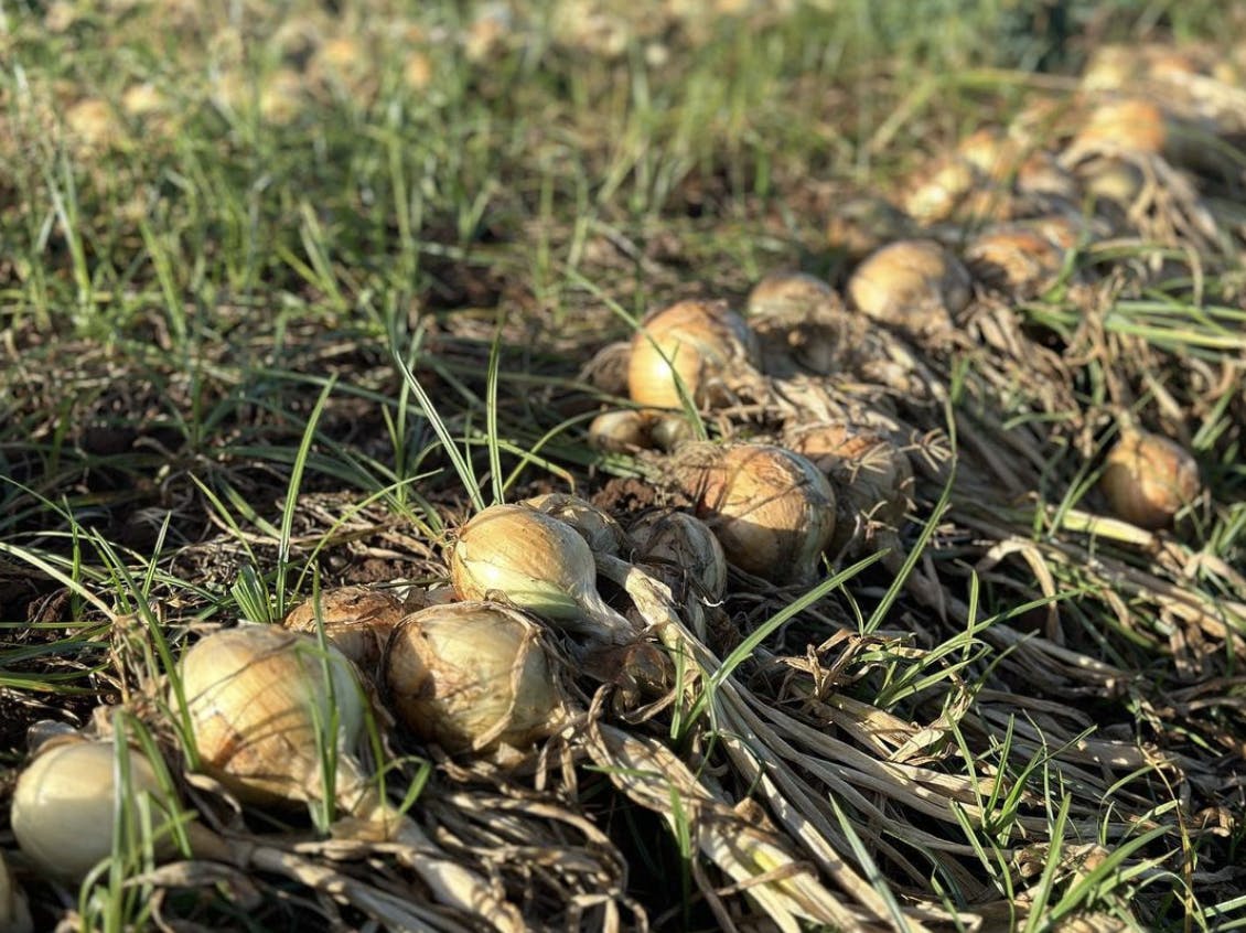 Maui Harvest sweet onions in field