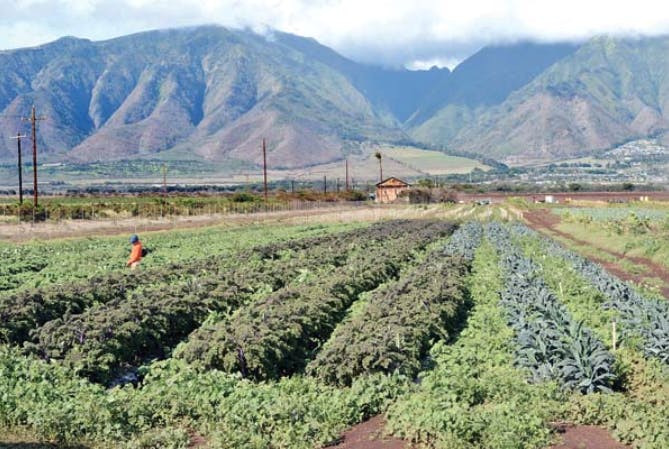 Mahi Pono's fields in Central Maui.