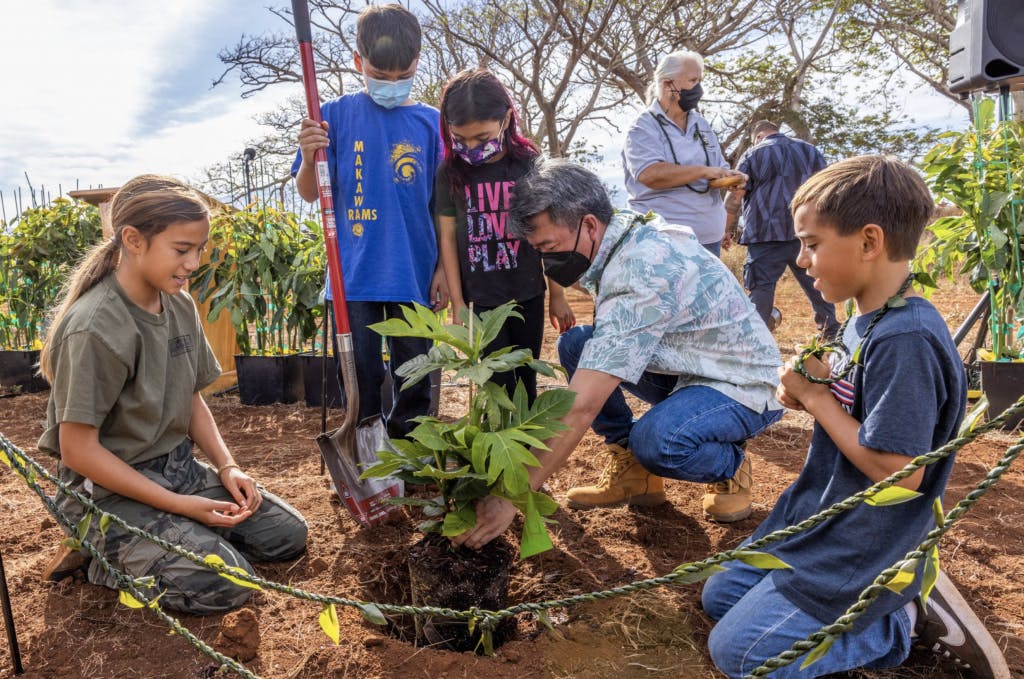 COO Shan Tsutsui plants milestone tree with keiki.