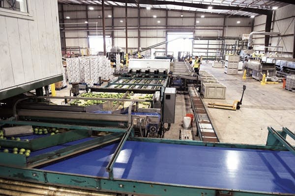 Limes rumble along during processing at the M.P. Packing Co. facility on Oct. 25. Mahi Pono Vice President of Harvest and Post-Harvest Operations Chris Miller said the facility uses a blend of automation and manual labor to grade, clean, dry, size, count and pack the limes. He said Persian limes were being processed and the company also grows Tahitian limes on the 10,000 acres it has planted with the fruit. The limes are currently being sold on Oahu and Maui. Miller said the company will be processing onions and coffee in the building soon and a cold storage area is being constructed. He said the processing center will be used while a larger facility is built off Pulehu Road near the intersection with Hansen Road. — The Maui News / MATTHEW THAYER photo