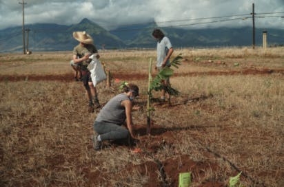 Tree planting