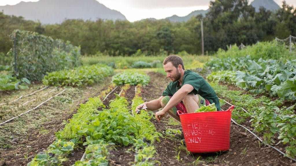 GoFarm Hawai‘i partnership seeks to build Hawaiʻi’s next generation of farmers. PC: file photo University of Hawaiʻi.