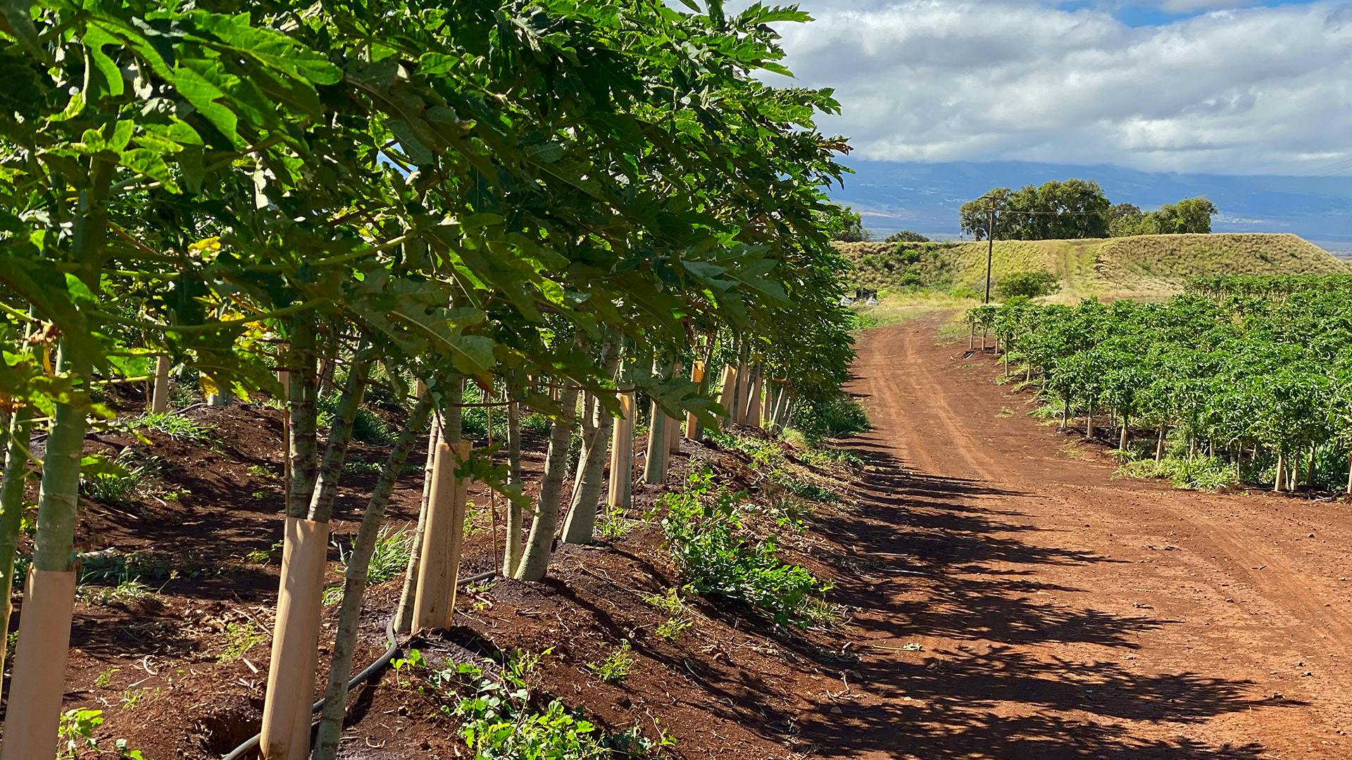 View of newly planted crops