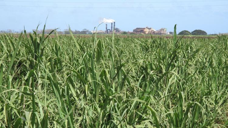 sugar cane field